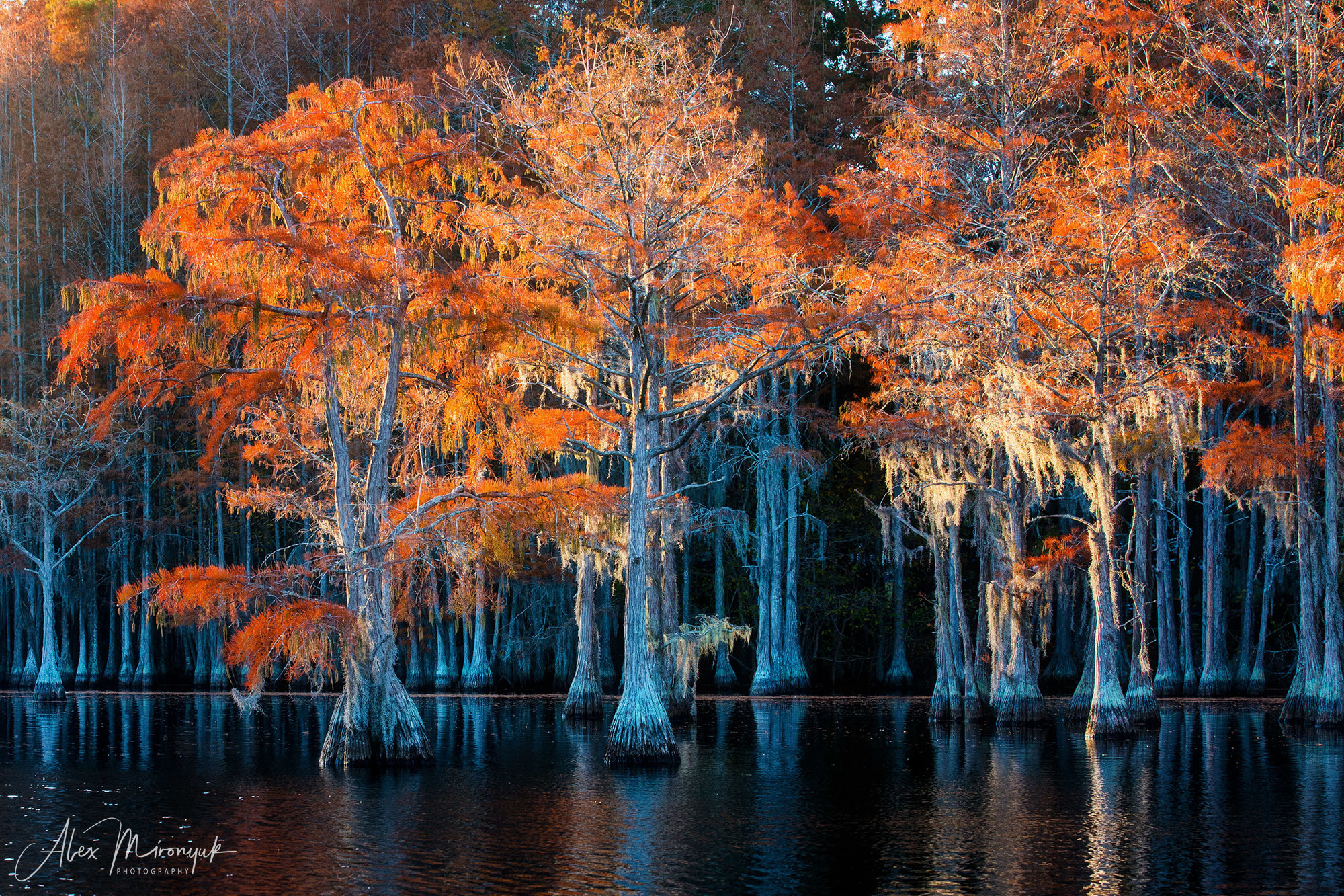 Georgia Cypress Swamps. Pet, Senior, Landscape, portrait studio, photographer in Miami and Sou