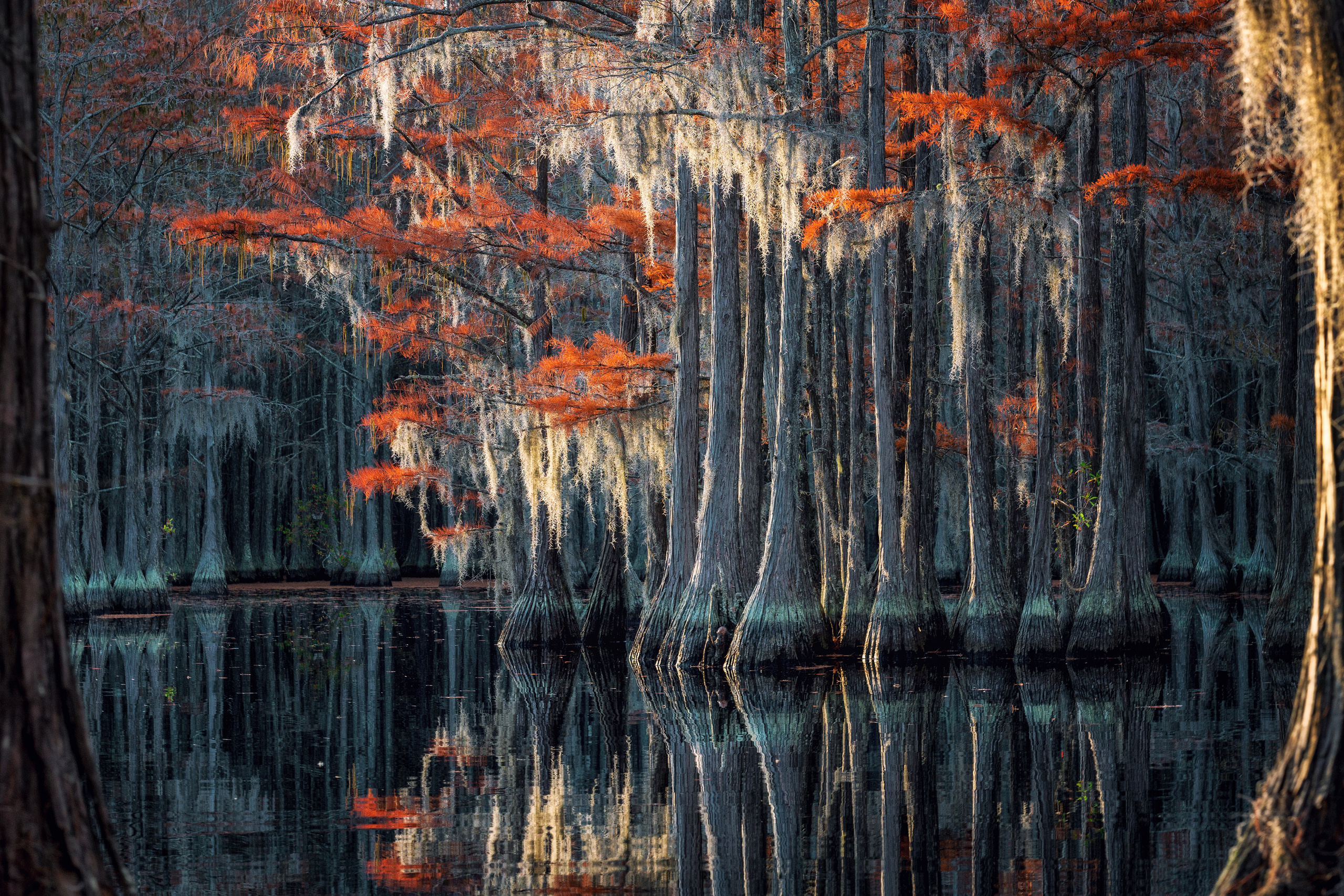 Georgia Cypress Swamps. Pet, Senior, Landscape, portrait studio, photographer in Miami and Sou