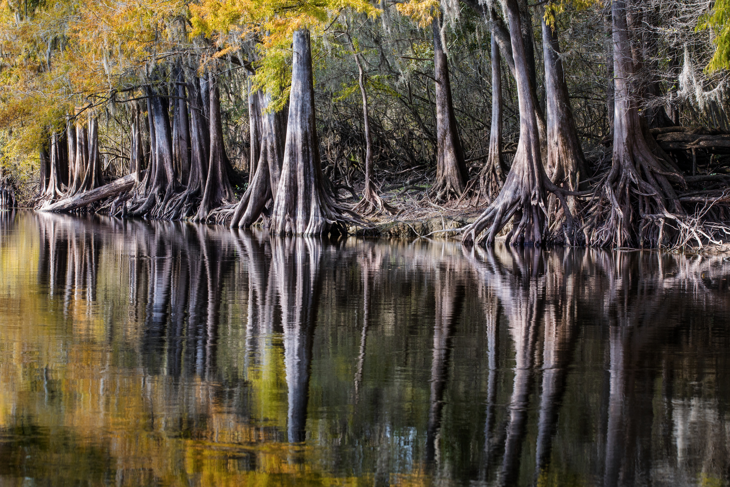North Florida Cypress Swamps. Alex Mironyuk Photography