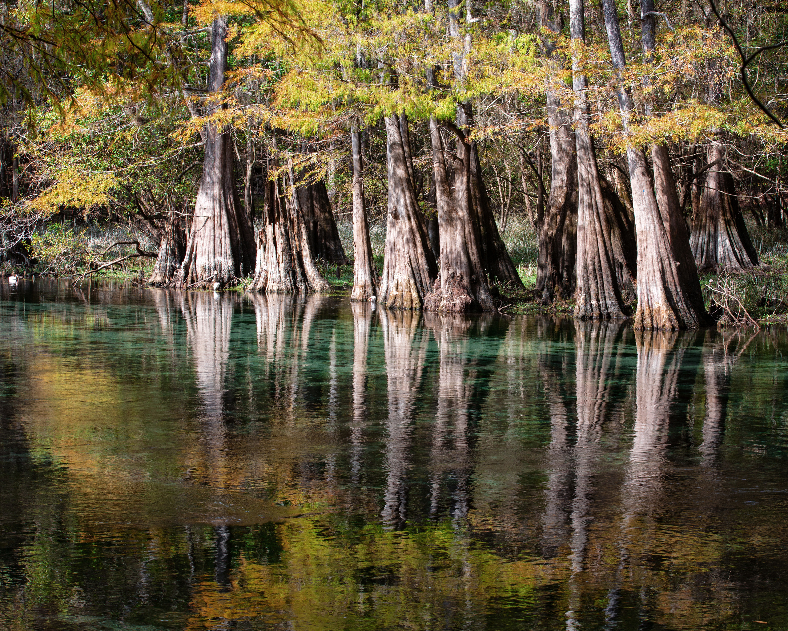 North Florida Cypress Swamps. Alex Mironyuk Photography