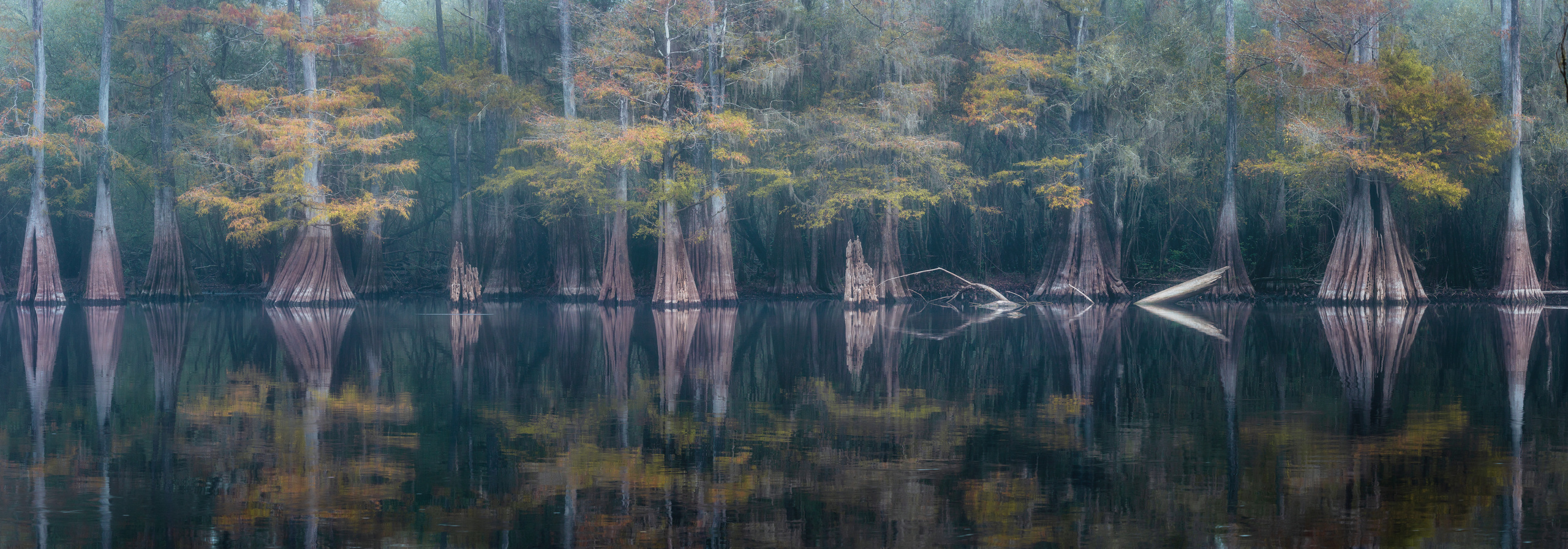 North Florida Cypress Swamps. Alex Mironyuk Photography