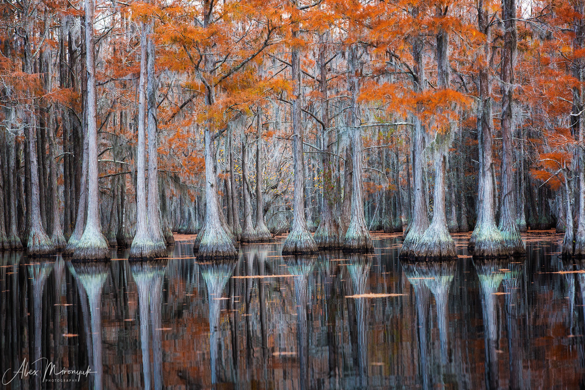 Georgia Cypress Swamps. Pet, Senior, Landscape, portrait studio, photographer in Miami and Sou