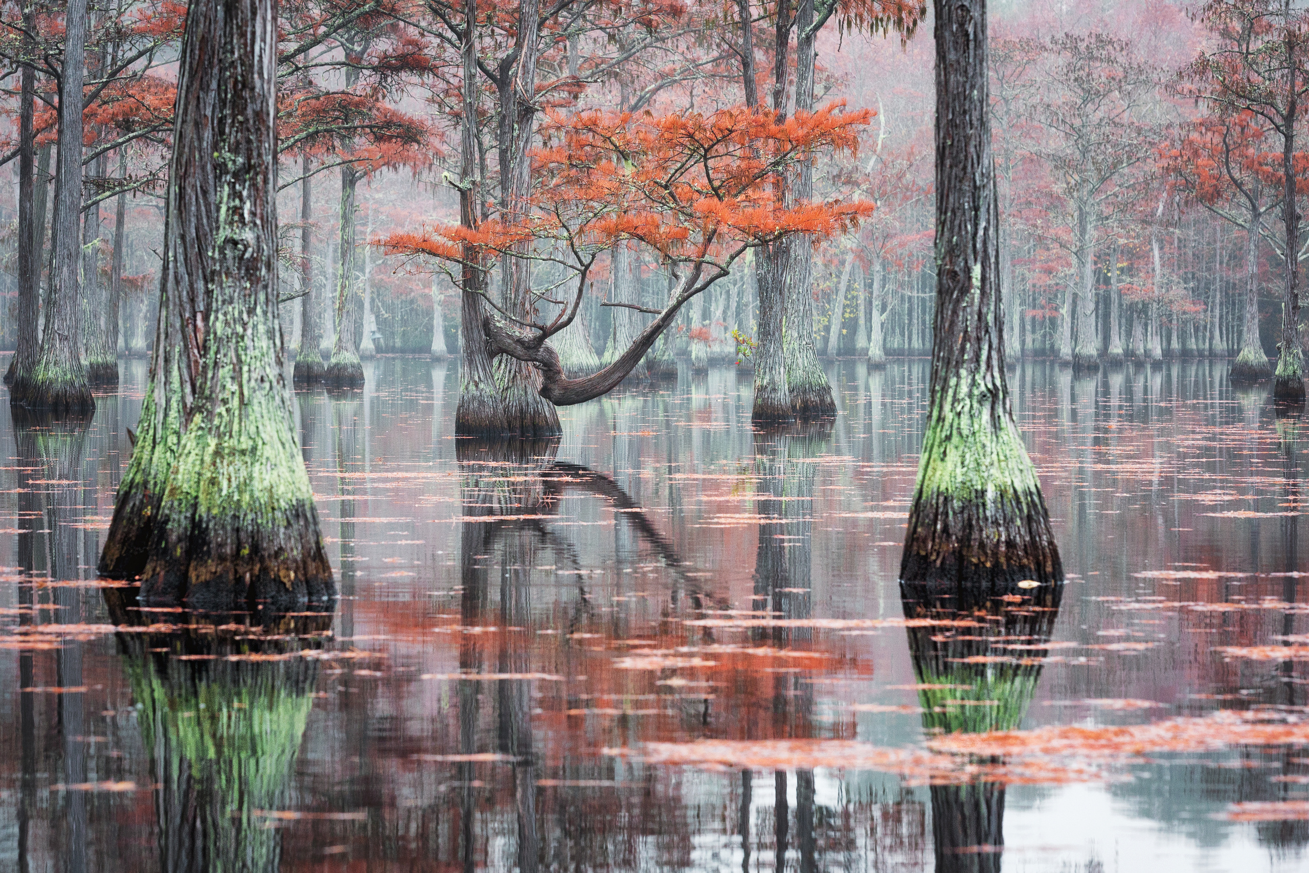 Georgia Cypress Swamps. Pet, Senior, Landscape, portrait studio, photographer in Miami and Sou