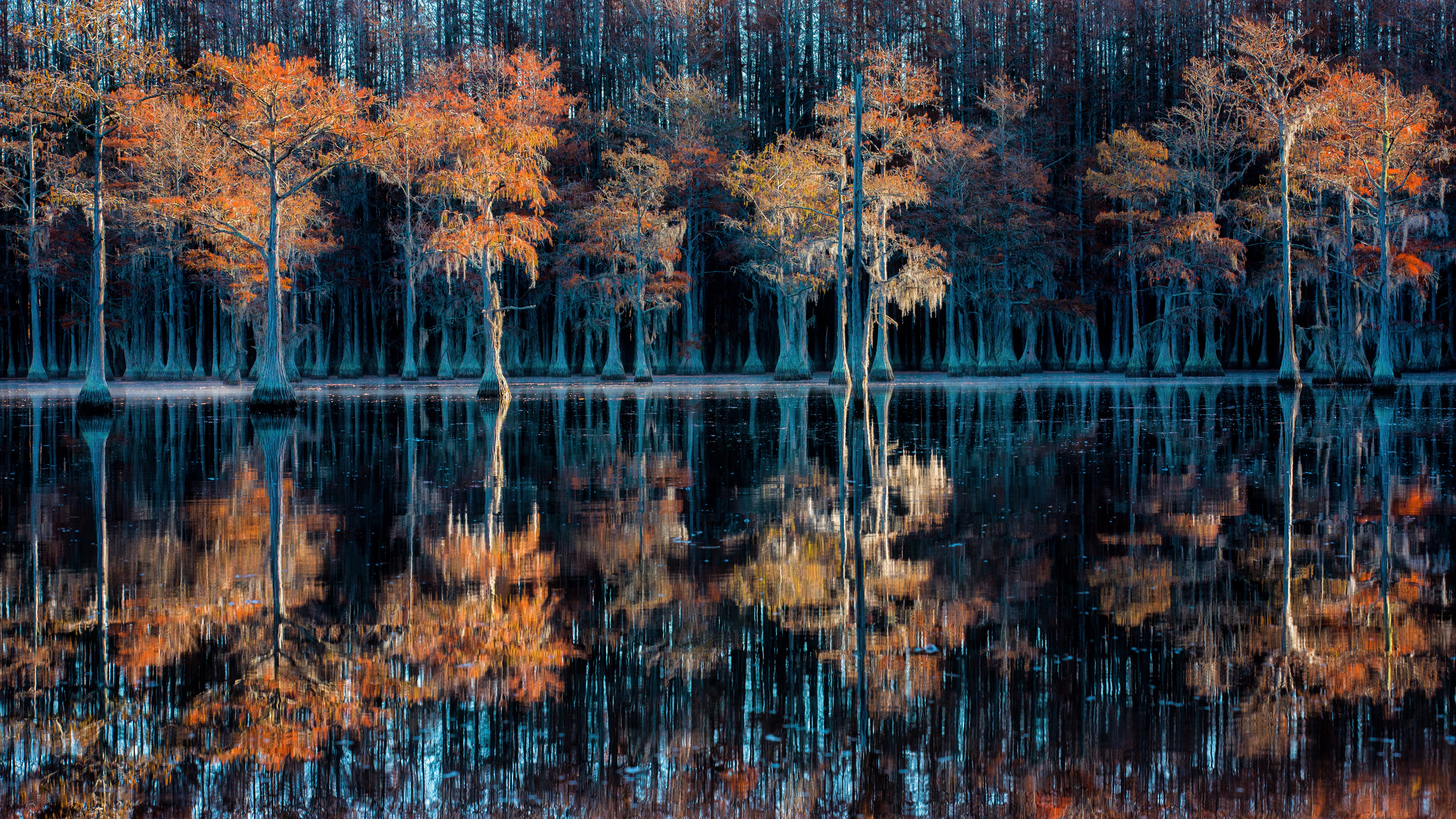 Georgia Cypress Swamps. Pet, Senior, Landscape, portrait studio, photographer in Miami and Sou