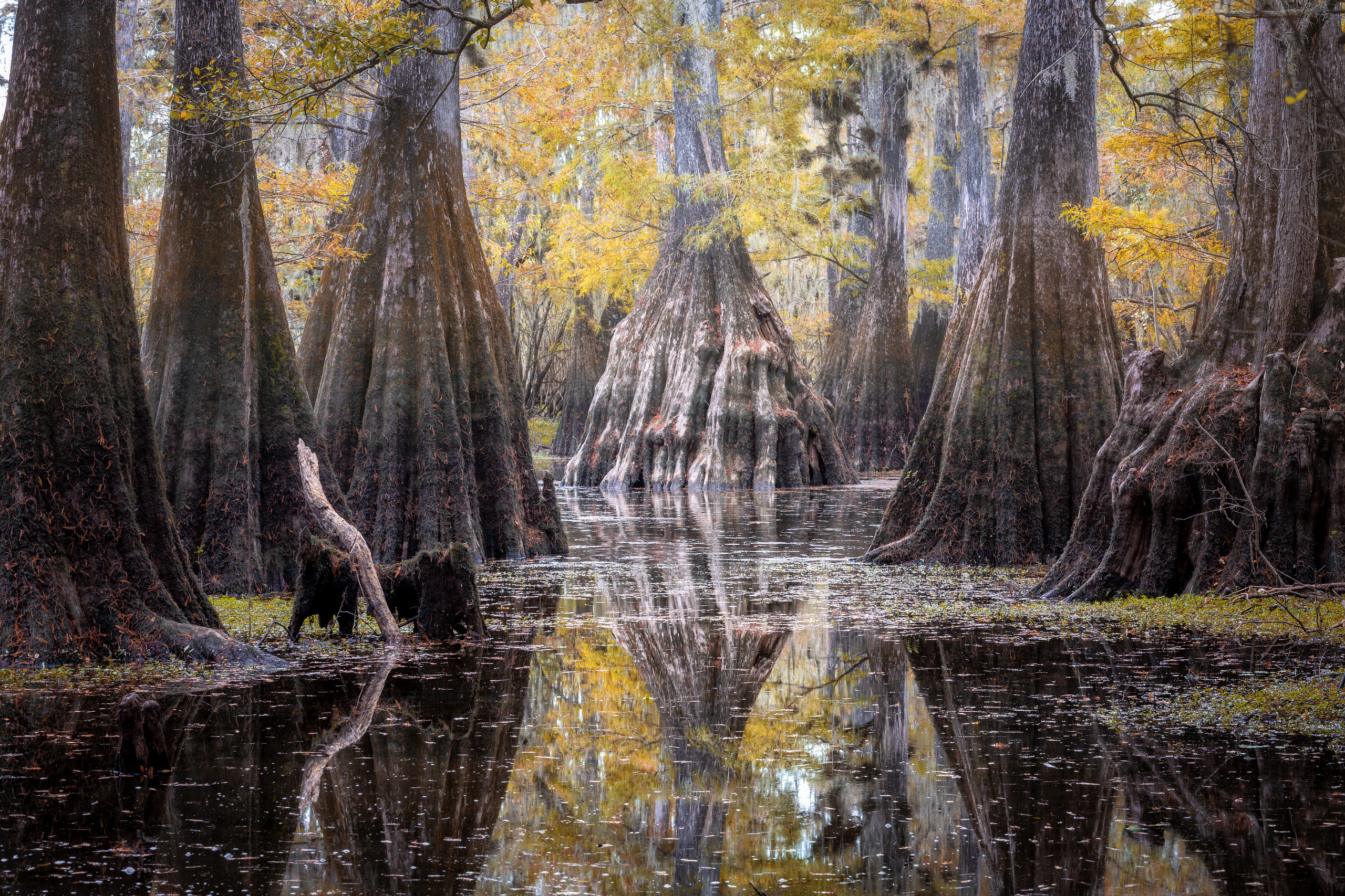 North Florida Cypress Swamps. Alex Mironyuk Photography