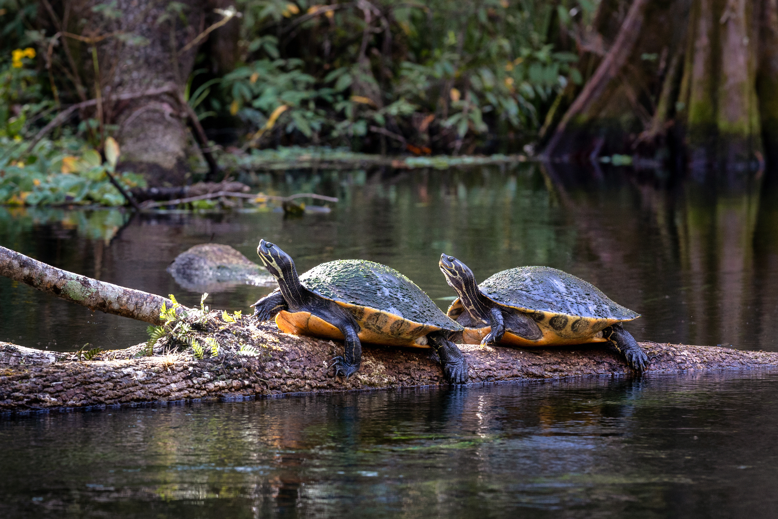 North Florida Cypress Swamps. Alex Mironyuk Photography