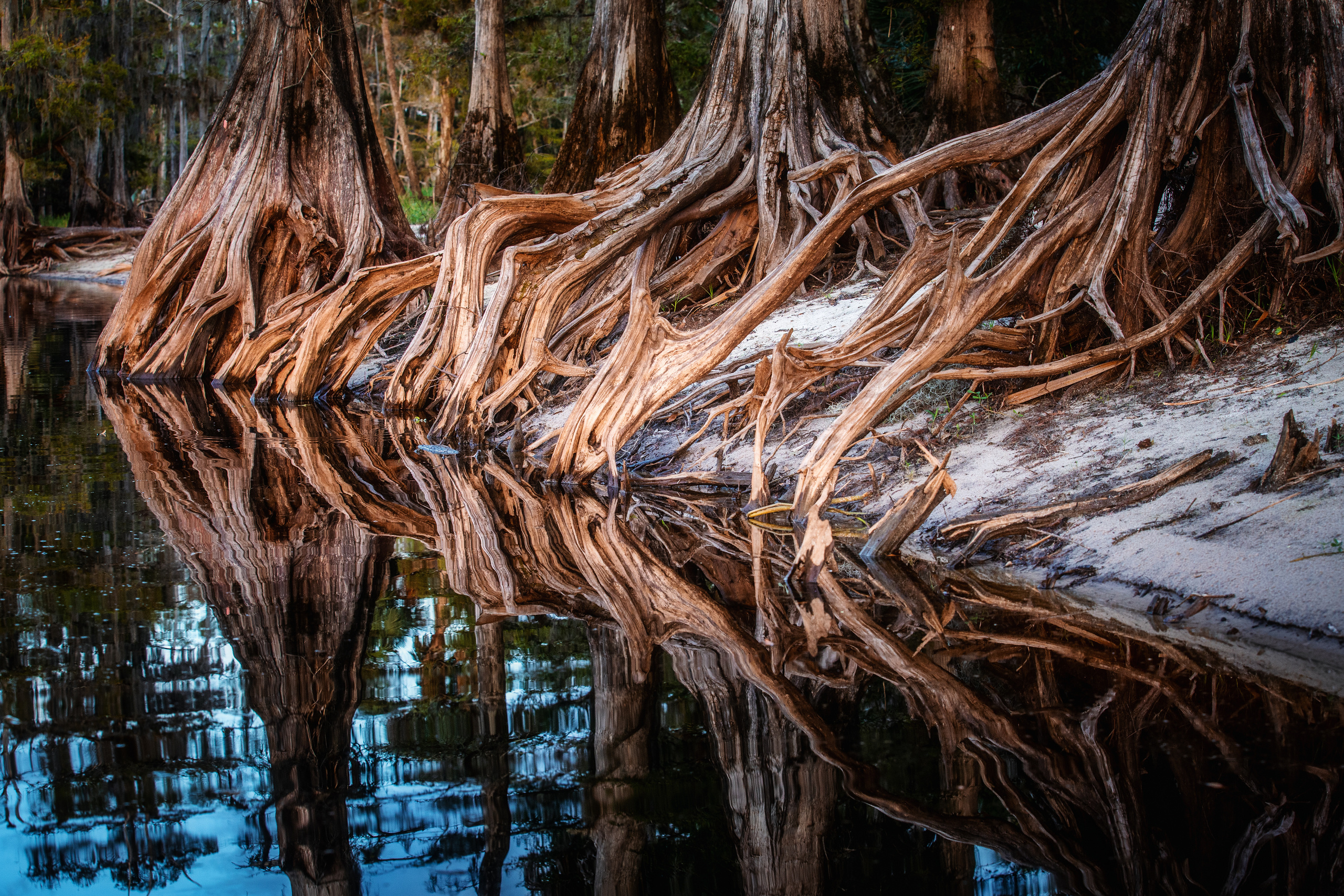 South Florida Cypress Swamps. Alex Mironyuk Photography