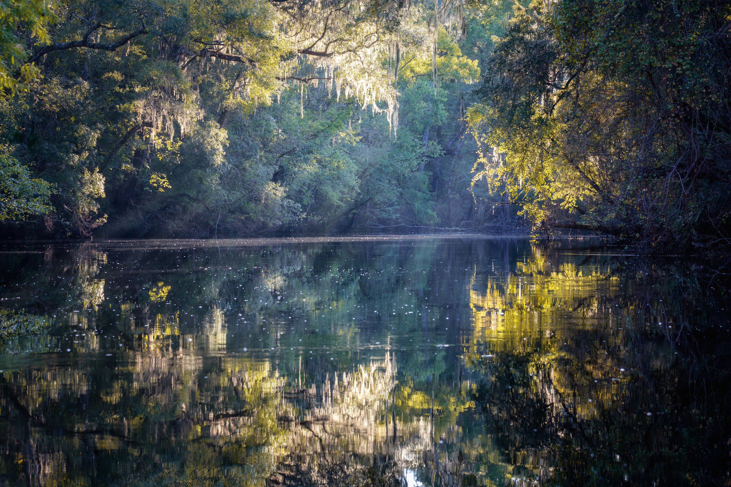 North Florida Cypress Swamps. Alex Mironyuk Photography