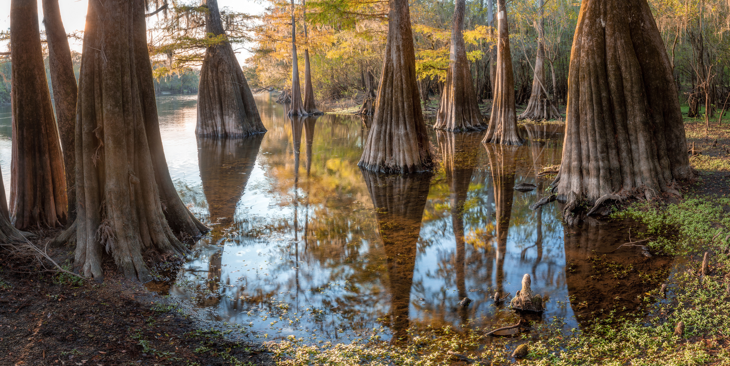 North Florida Cypress Swamps. Alex Mironyuk Photography