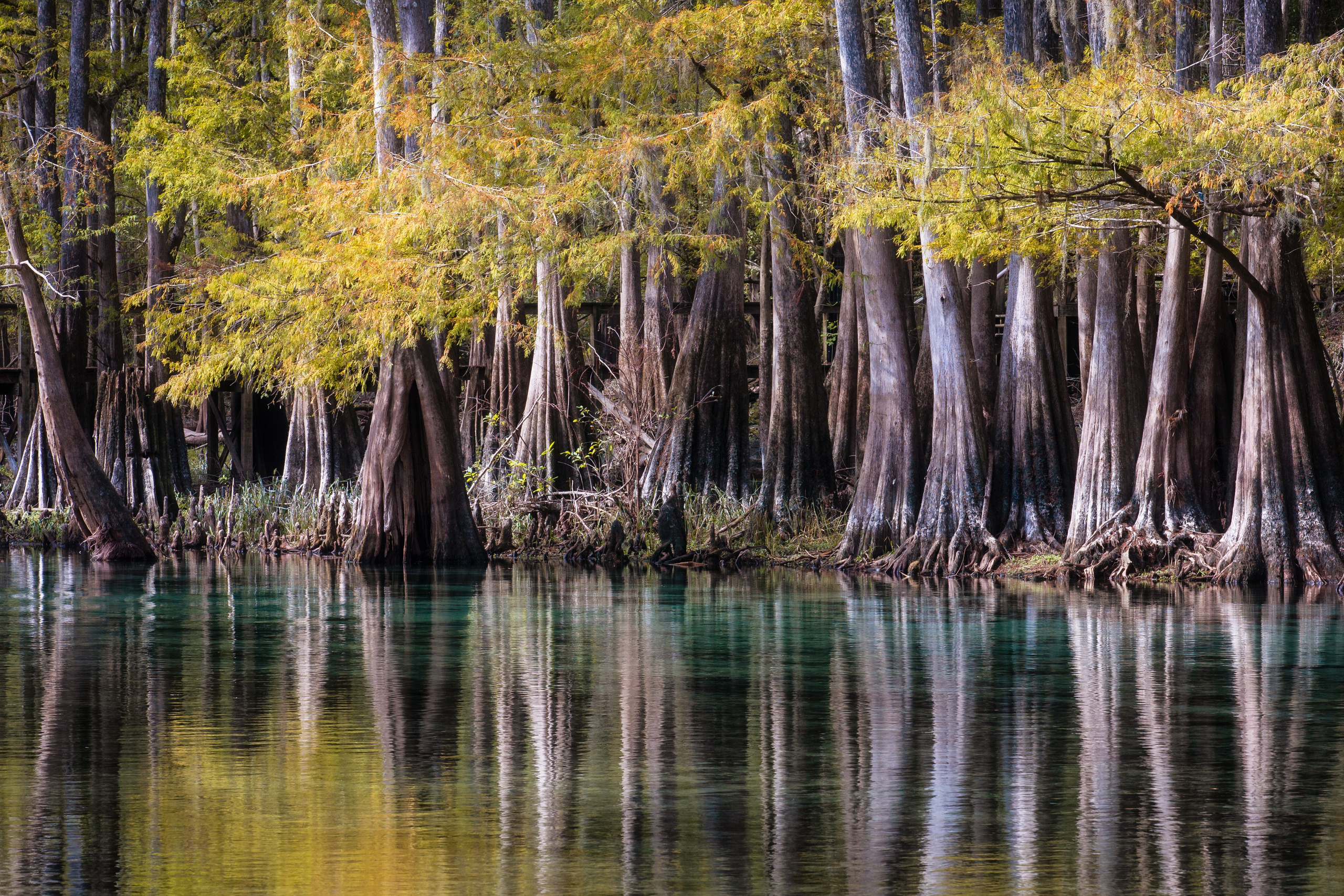North Florida Cypress Swamps. Alex Mironyuk Photography
