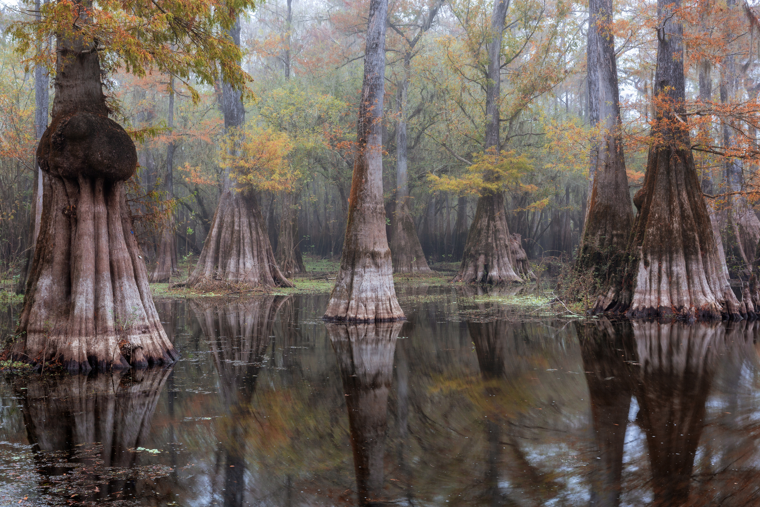 North Florida Cypress Swamps. Alex Mironyuk Photography