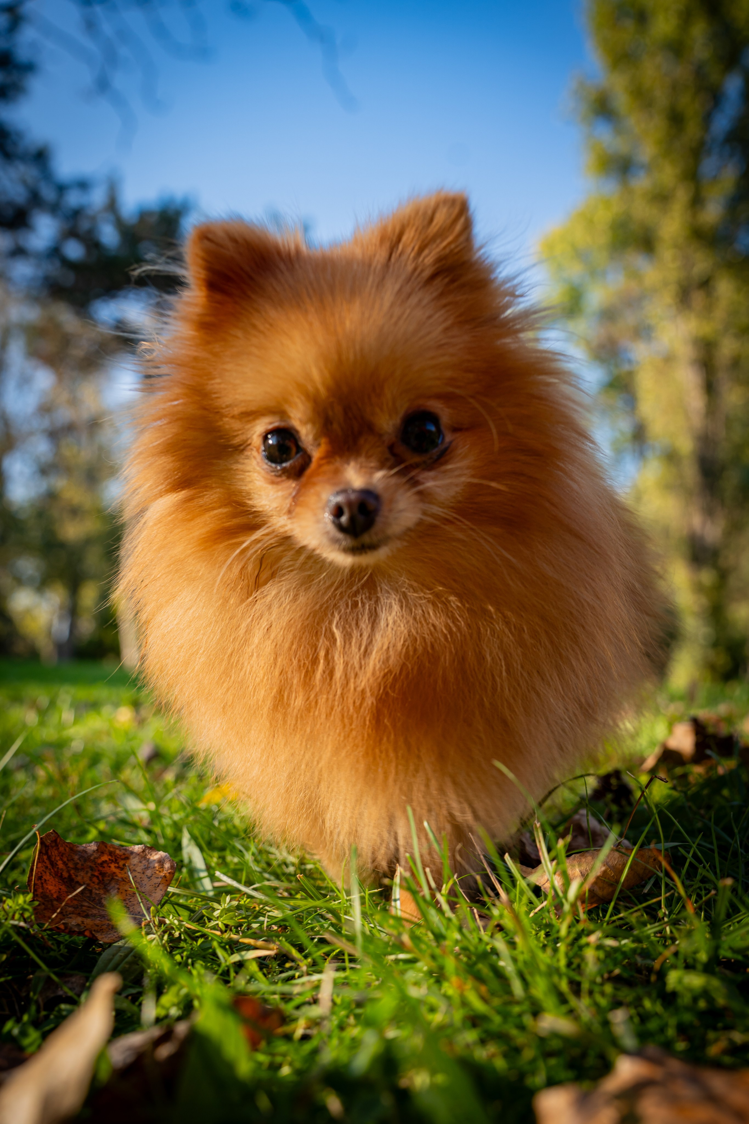 Sara & Clara Haloween. Adelinne