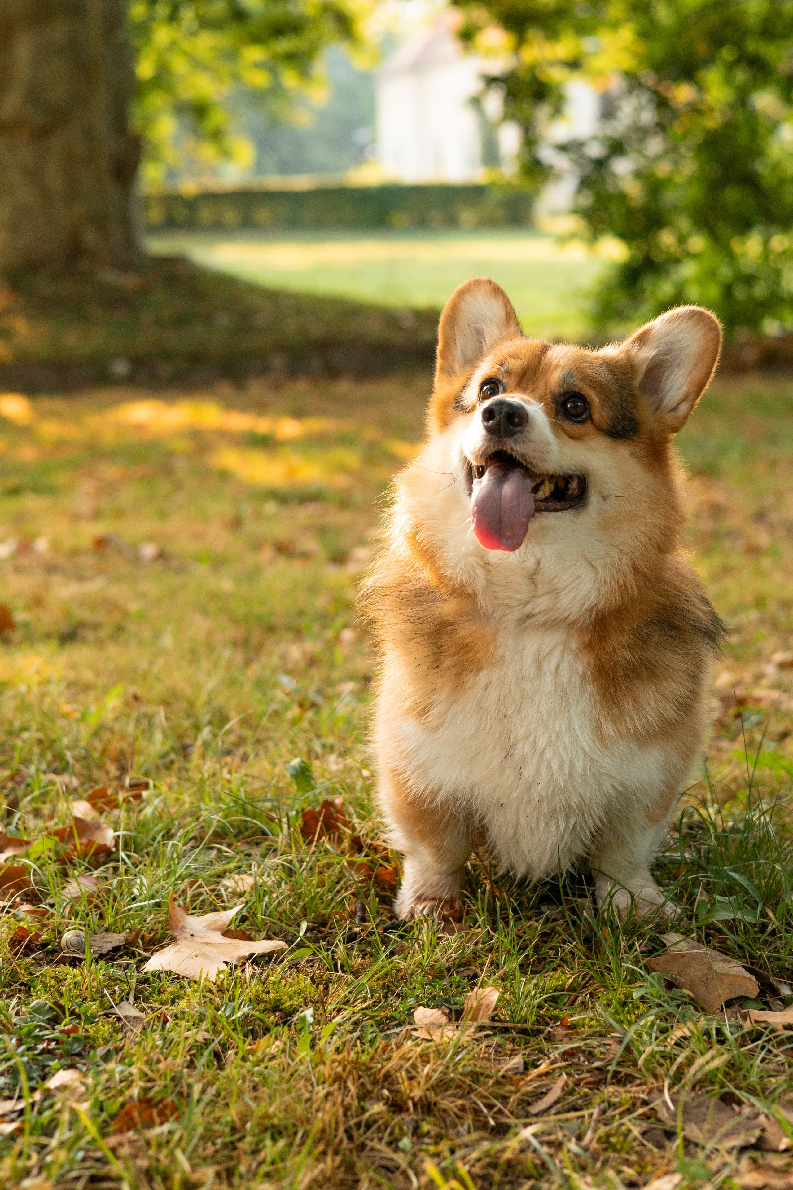 Мария и Санти. Фотограф-анималист | Белград