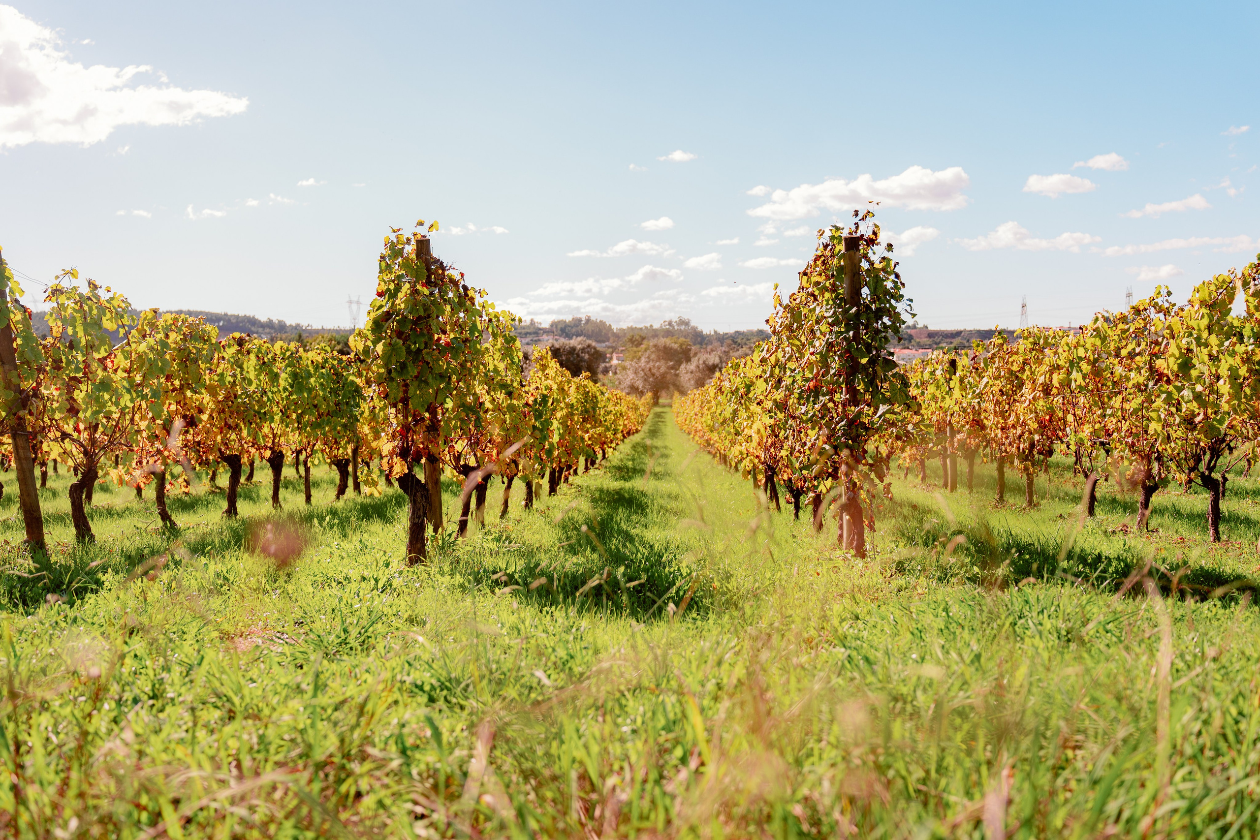 Бусаку — скрытая жемчужина Байррады