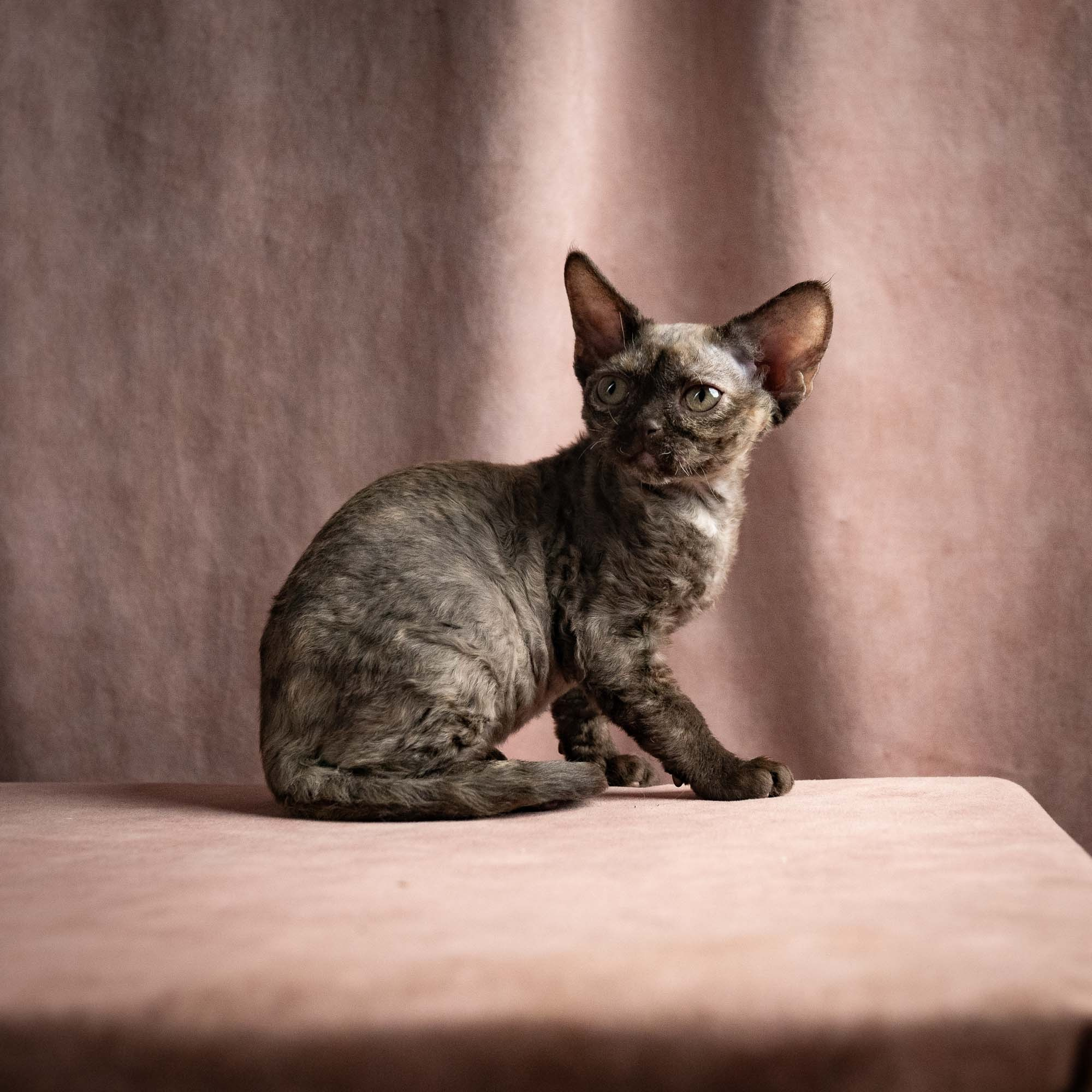 Olivia, girl, born 02.08.26. Devon Rex Pixie Cattery