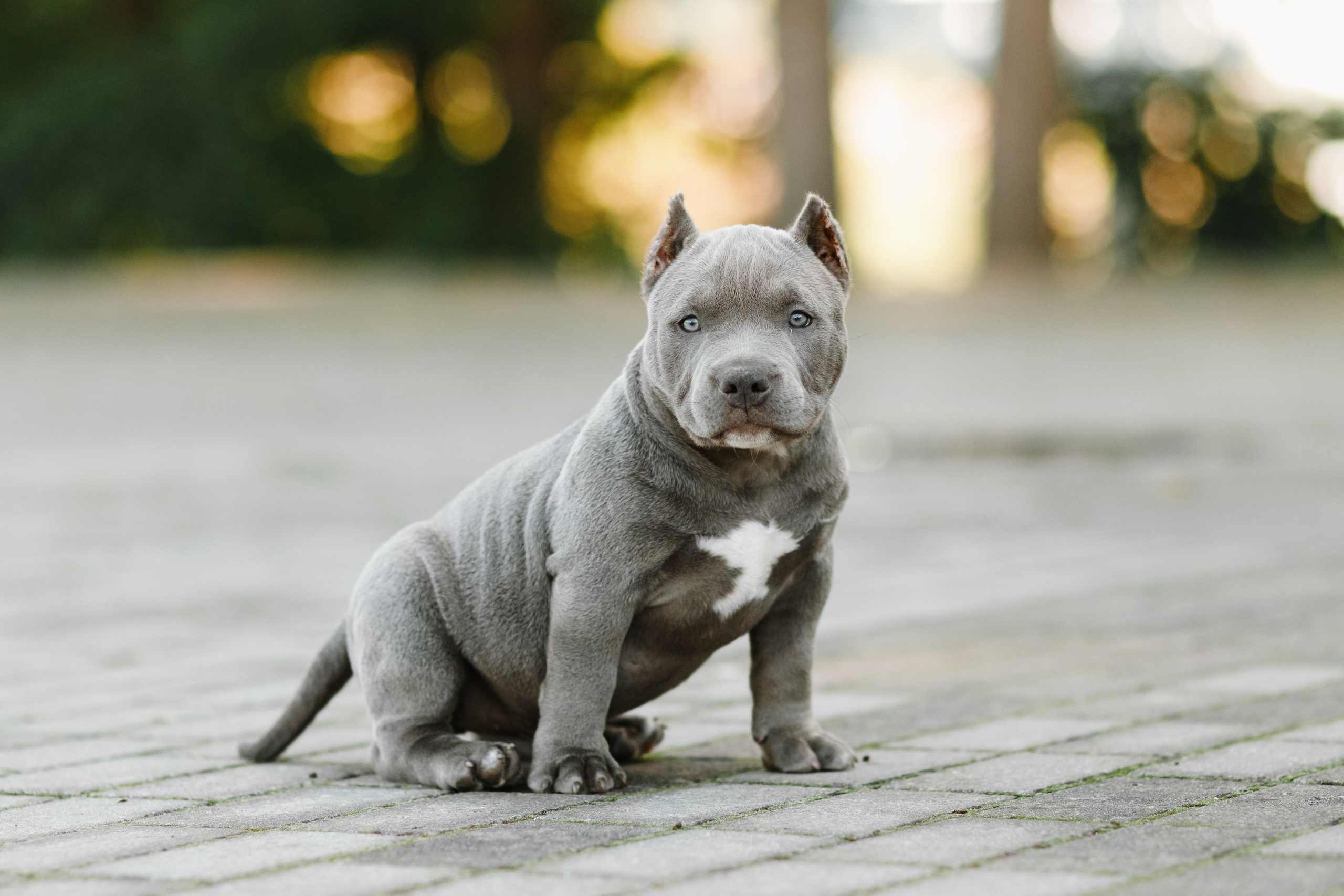 Bullie puppies. Kaja | fotograf we Wrocławiu | ludzie i psy