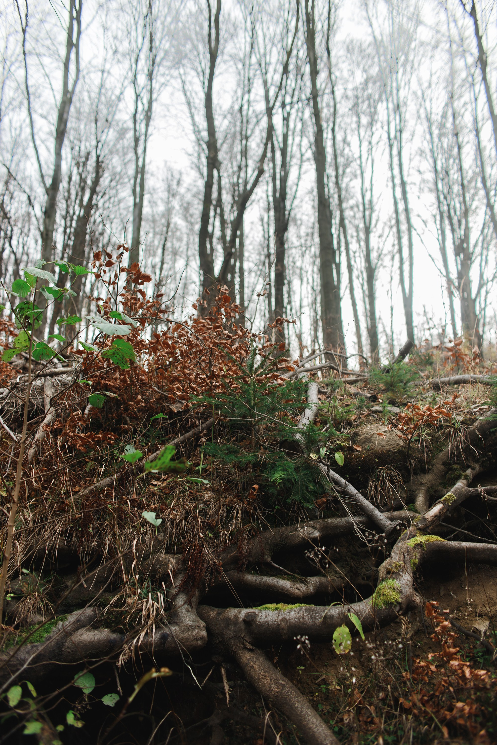 Sowie góry. Kaja | fotograf we Wrocławiu | ludzie i psy