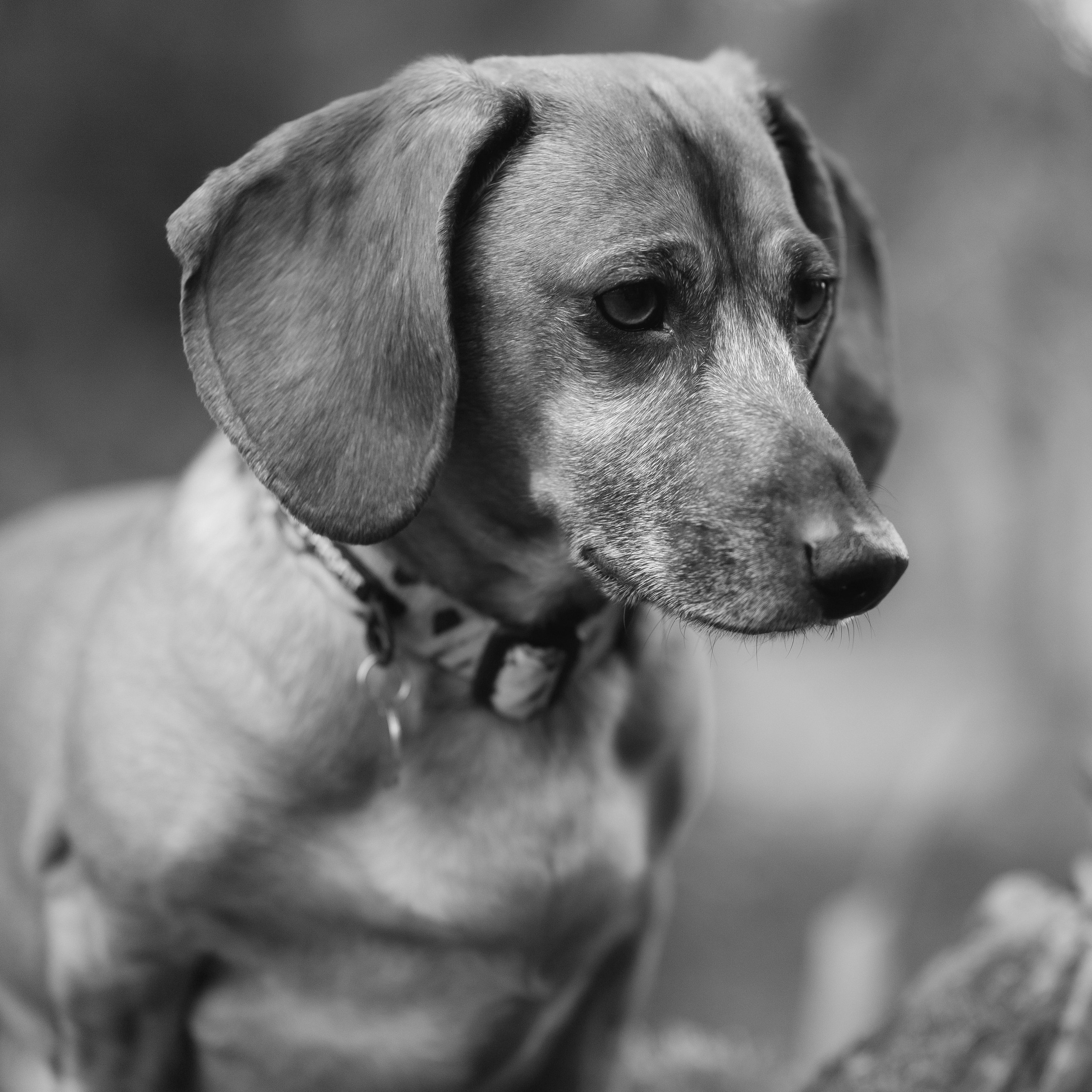Ania, Franek & Vincent. Kaja | fotograf psów we Wrocławiu