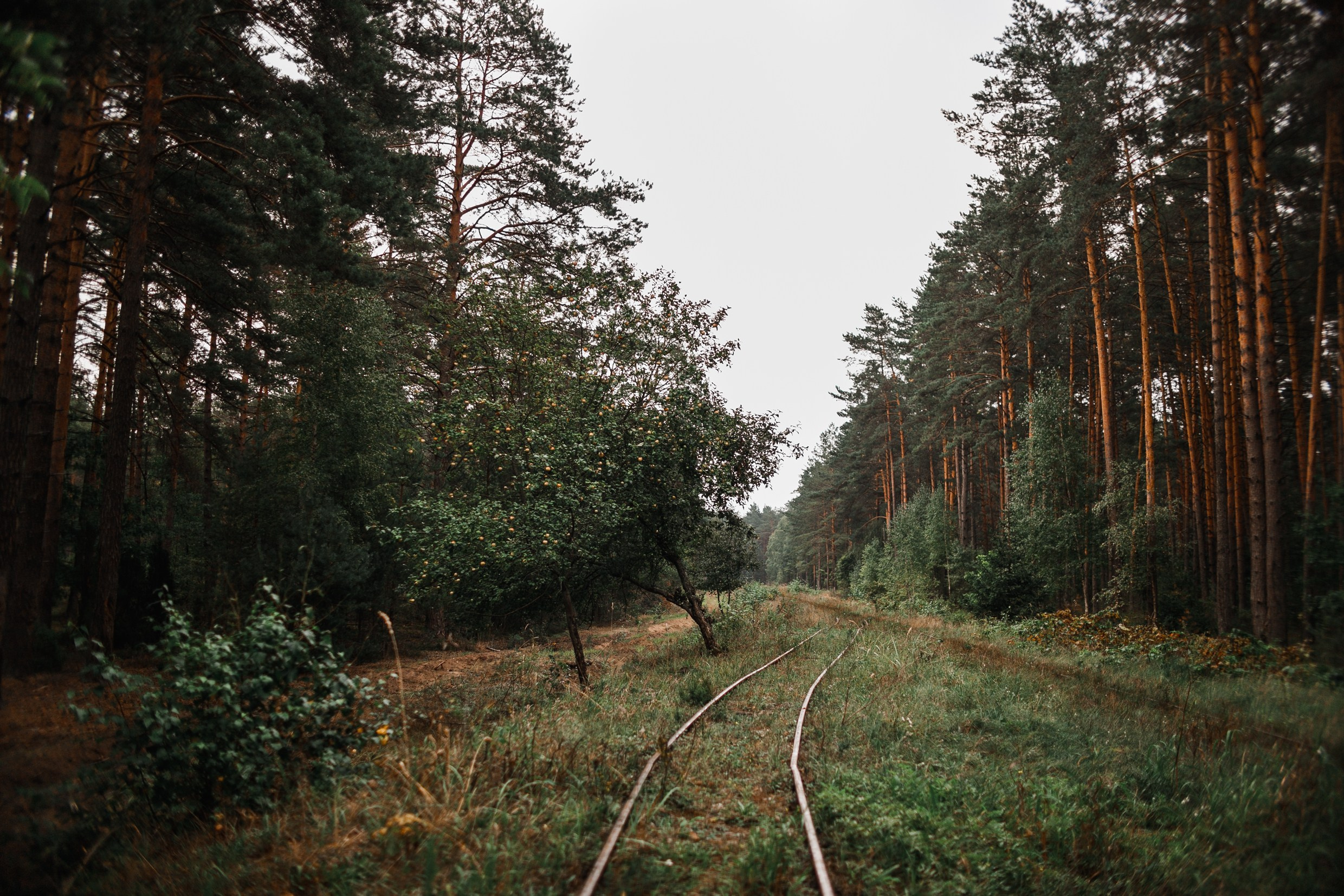 Narrow-gauge railway trip. Kaja | fotograf psów we Wrocławiu