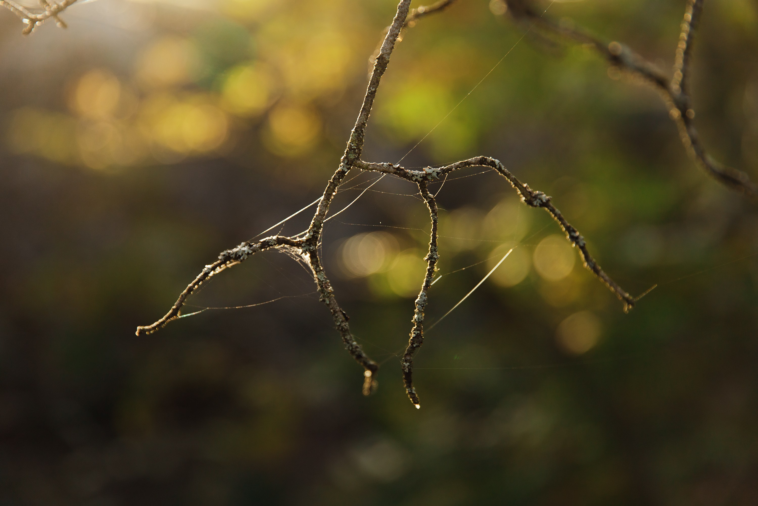 Turku. Kaja | fotograf psów we Wrocławiu