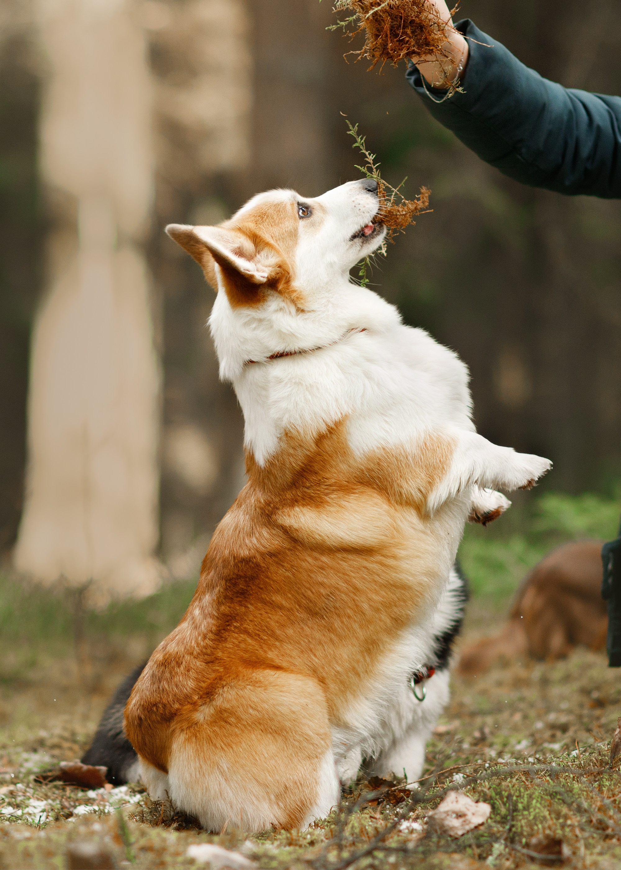 Corgi kennel & some other dogs in the forest. Kaja | fotograf psów we Wrocławiu