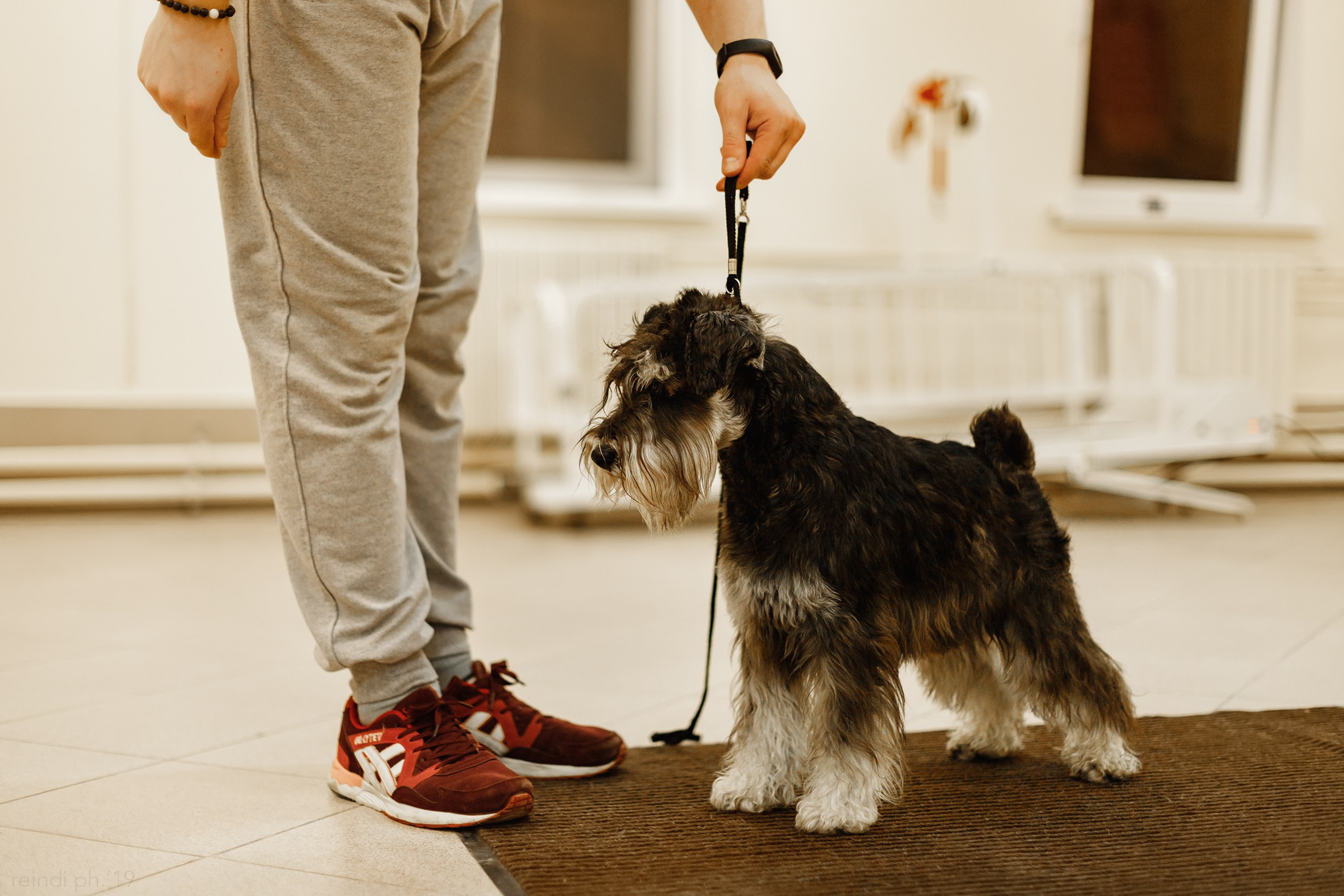 Dog handling hall. Kaja | fotograf we Wrocławiu | ludzie i psy