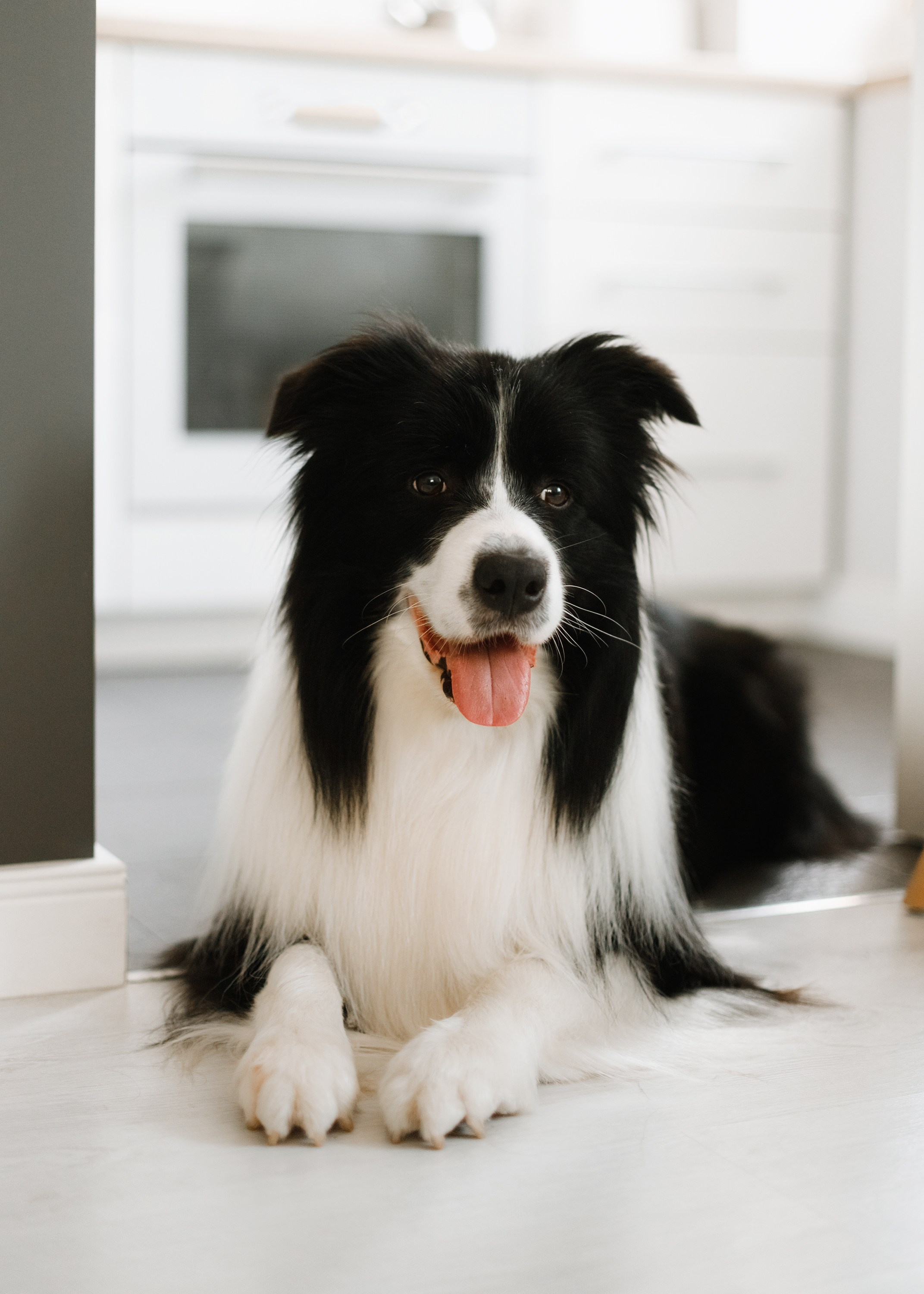 Evgenia & Richard. Kaja | fotograf we Wrocławiu | ludzie i psy