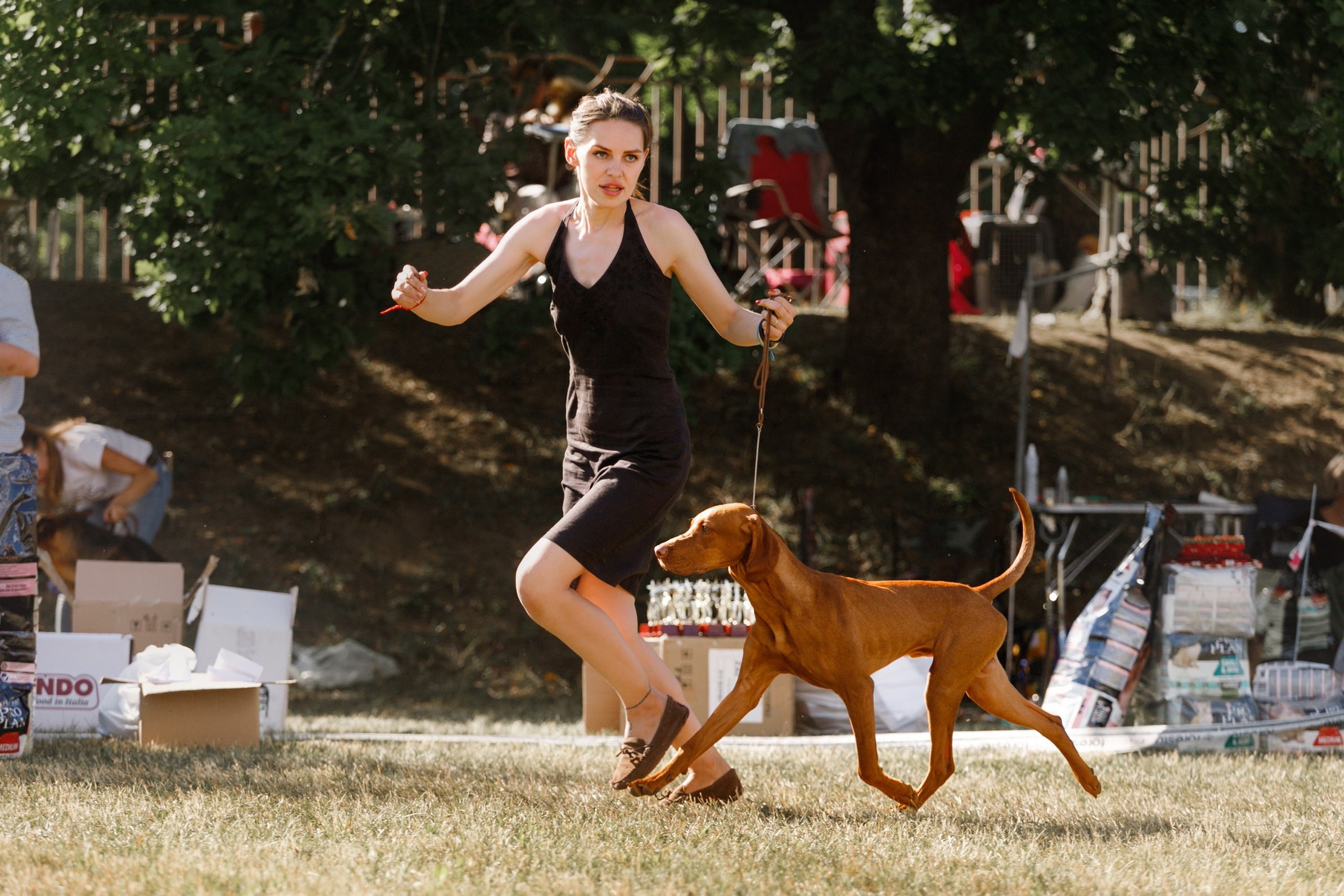 Dog shows | the best ones. Kaja | fotograf psów we Wrocławiu