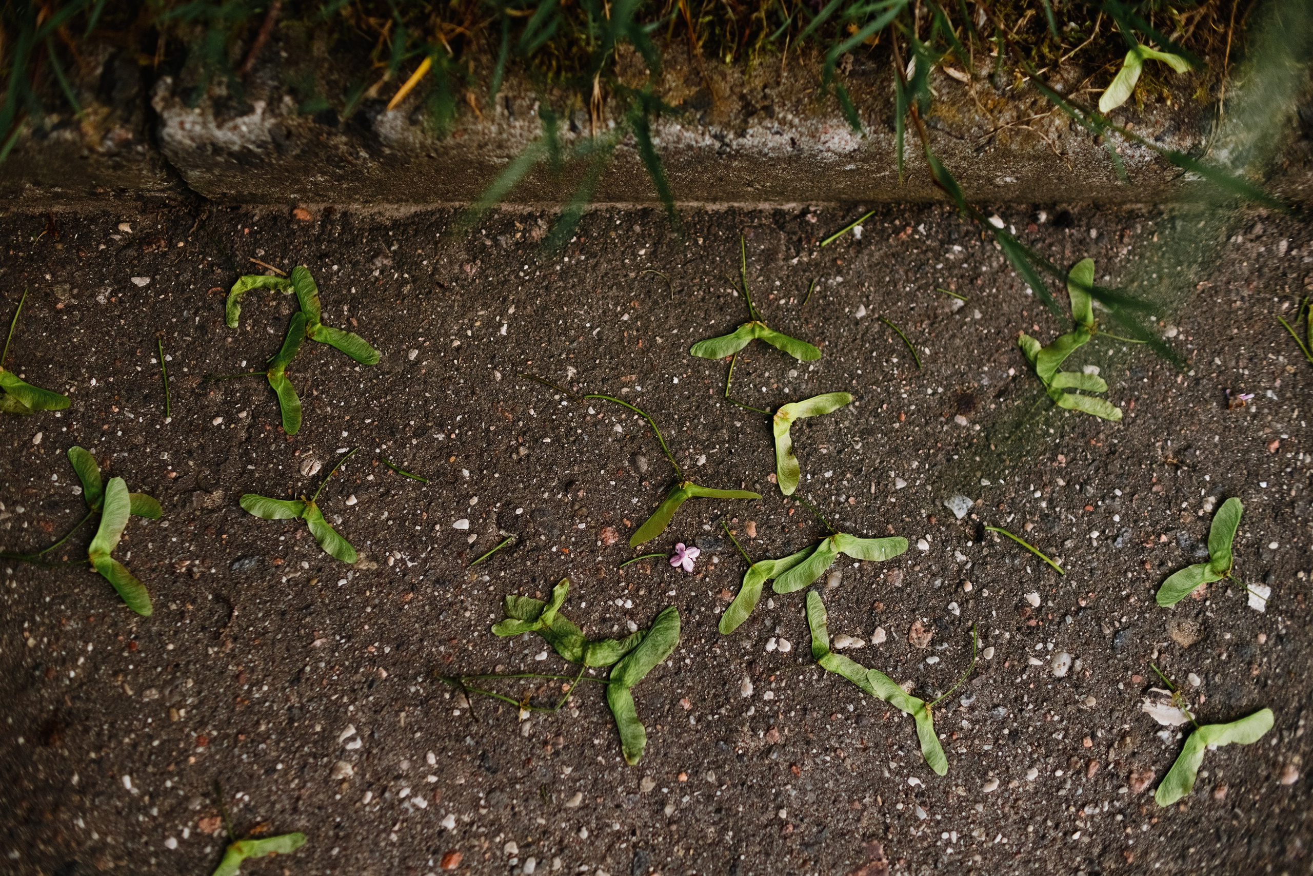 Grodno. Kaja | fotograf we Wrocławiu | ludzie i psy