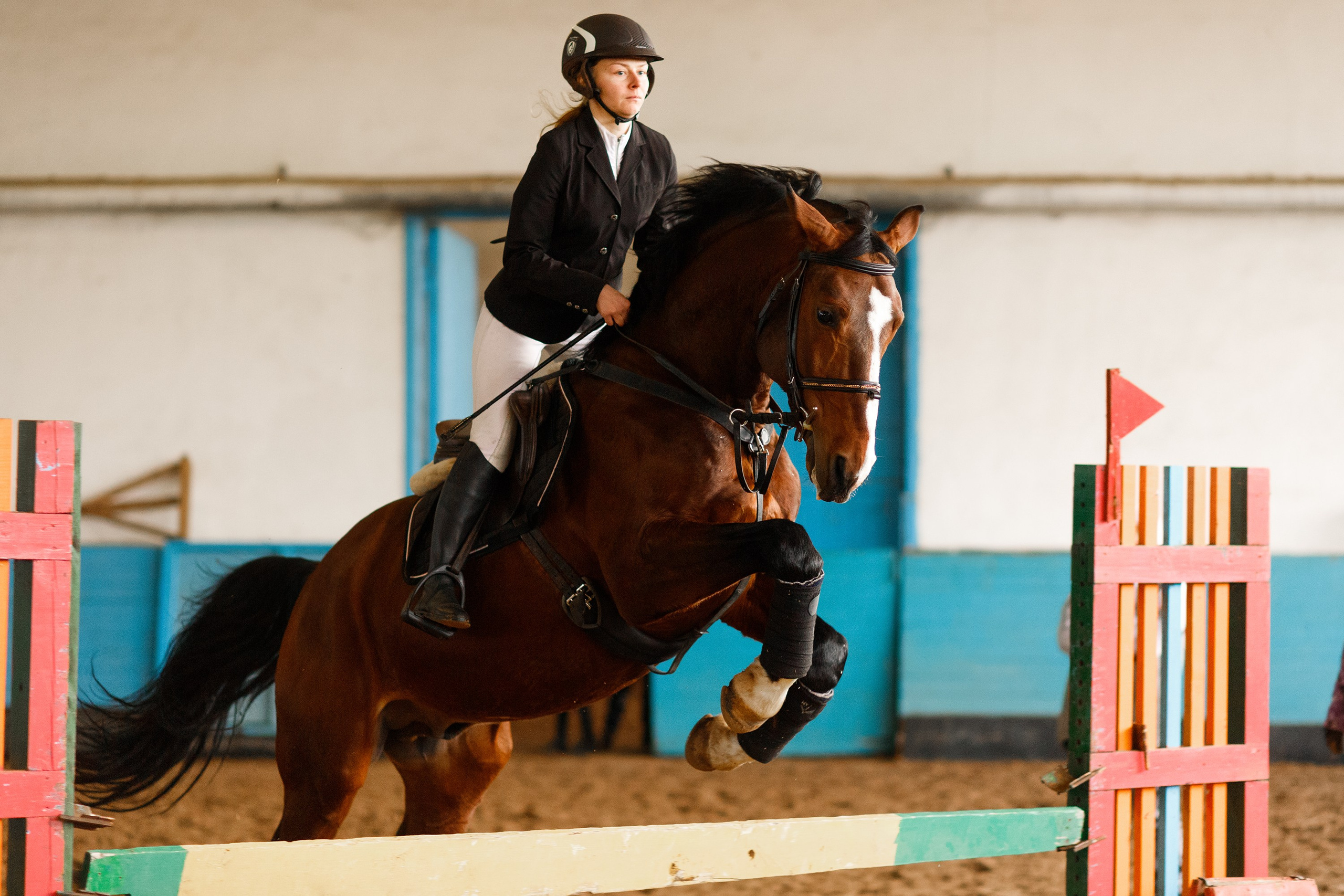 Winter show jumping in «Progress». Kaja | fotograf we Wrocławiu | ludzie i psy