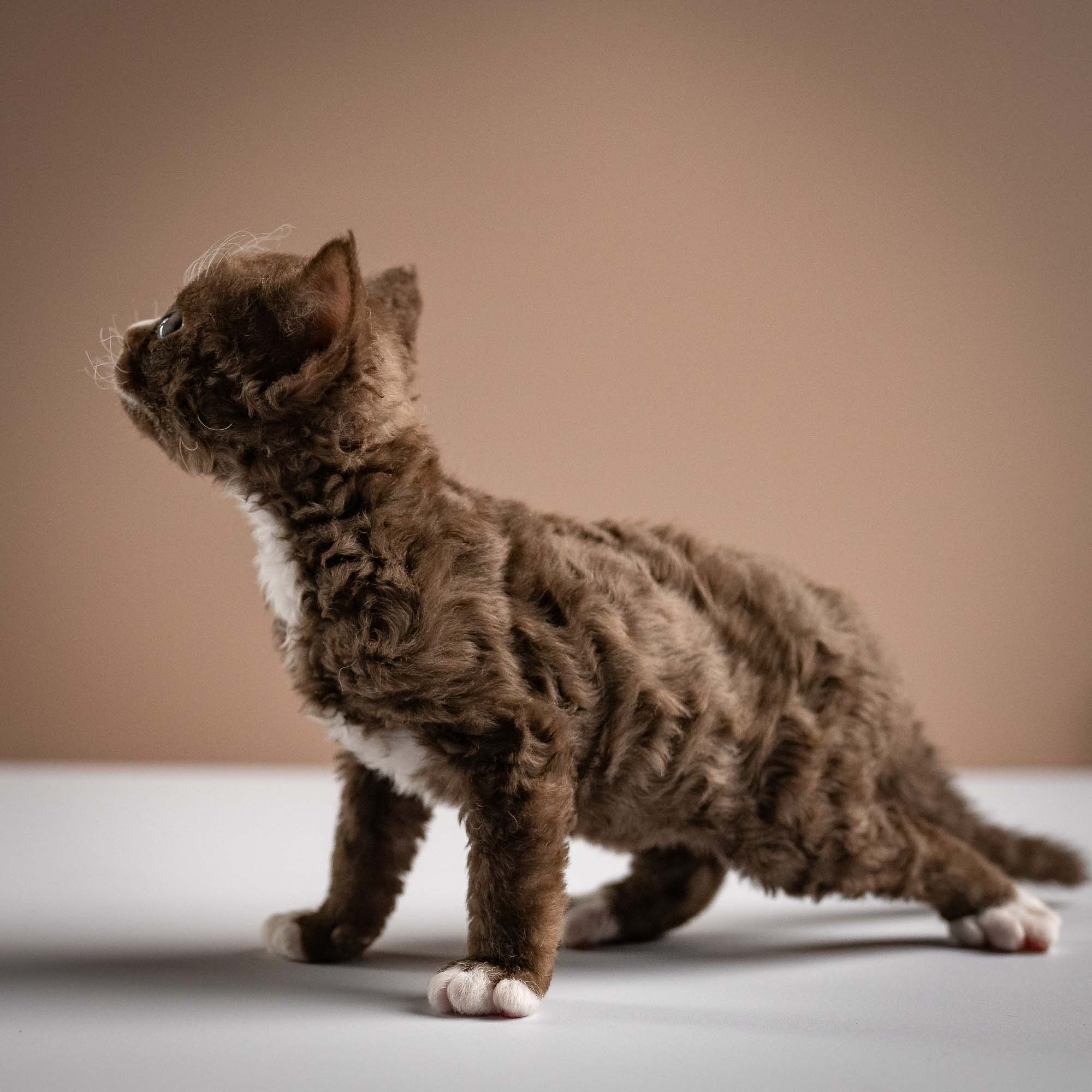 Preston, boy, born 02.11.26. Devon Rex Pixie Cattery