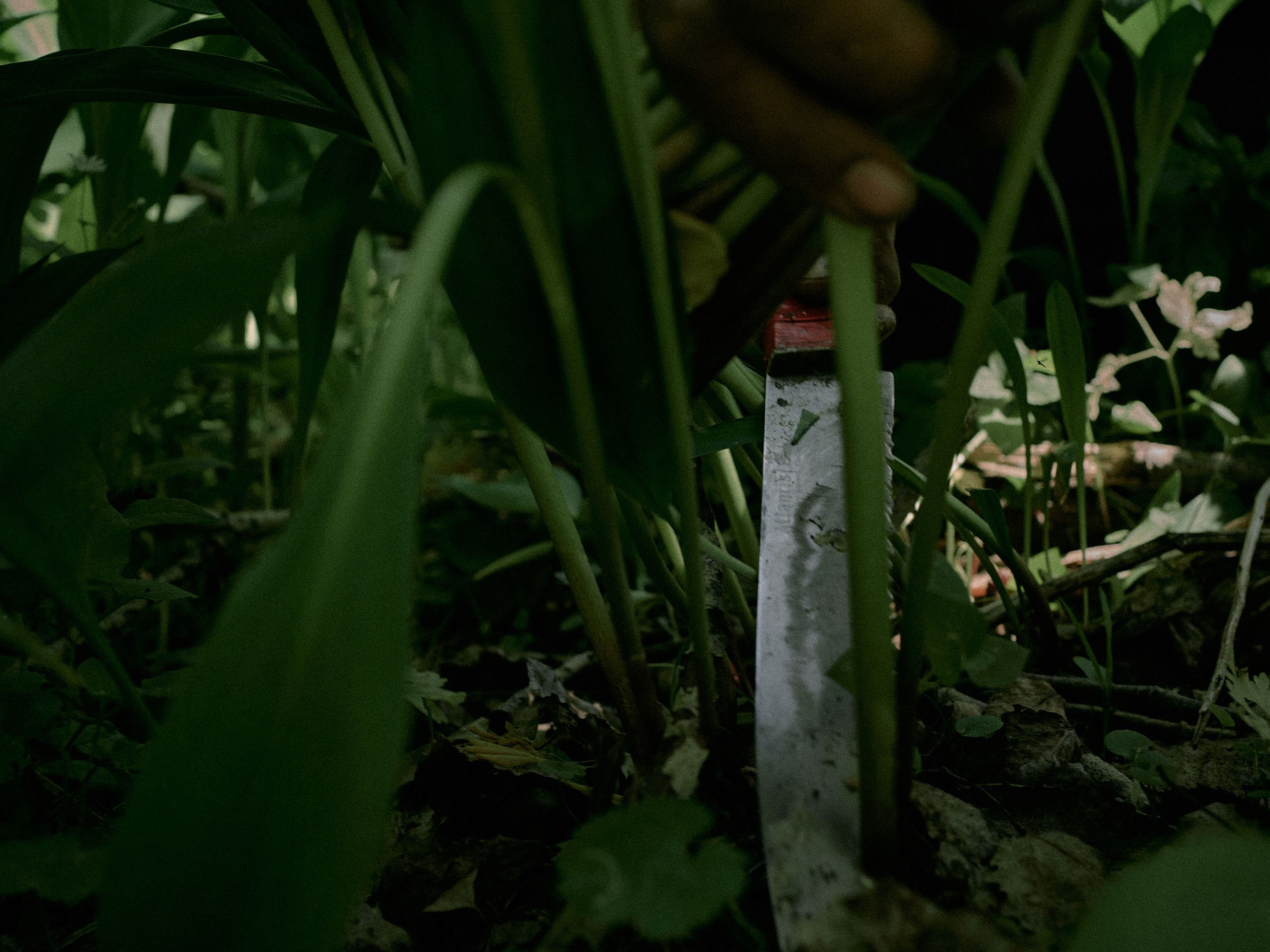 The ramson pickers in the Altai. Egor Borie
