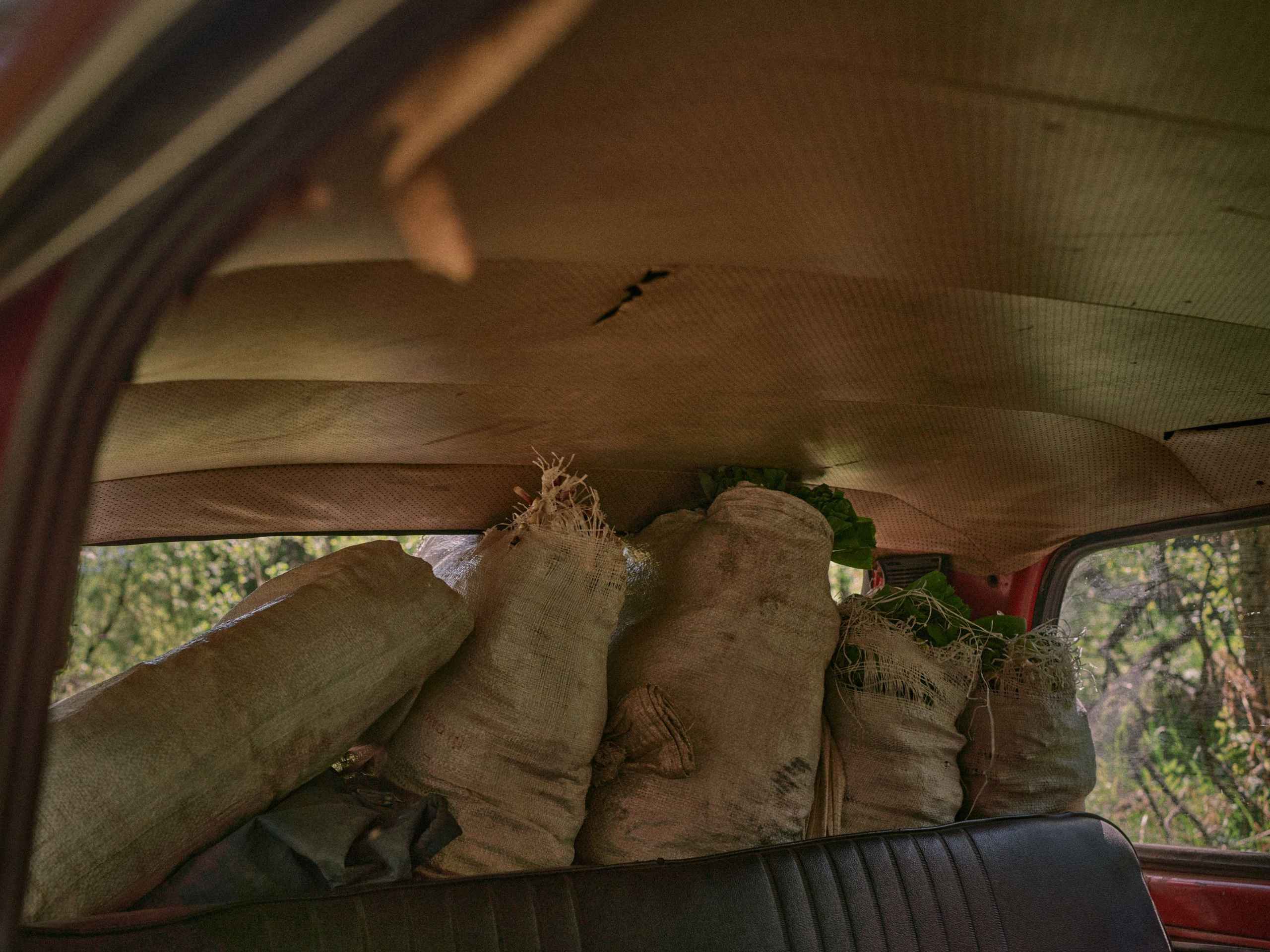 The ramson pickers in the Altai. Egor Borie