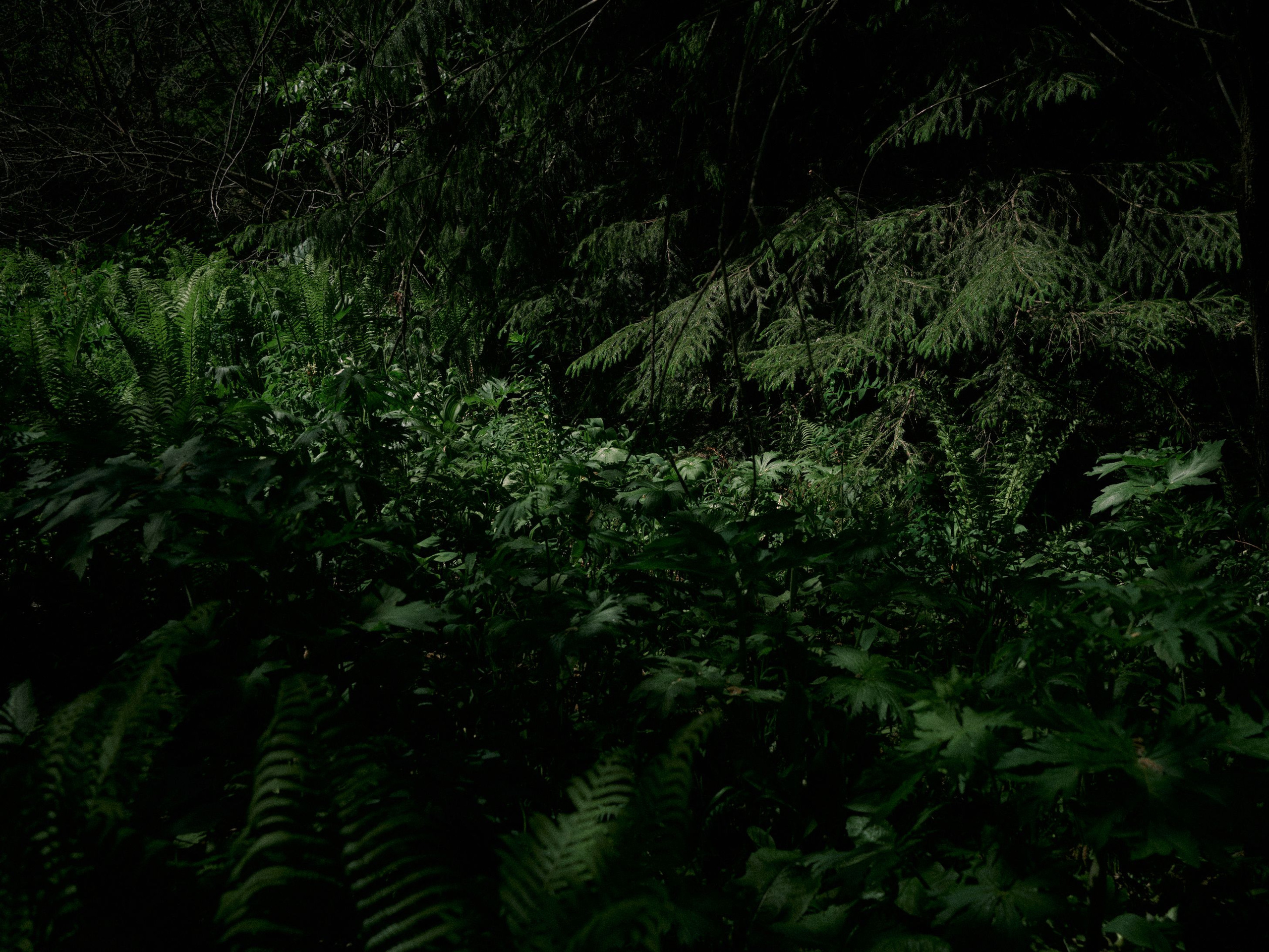 The ramson pickers in the Altai. Egor Borie