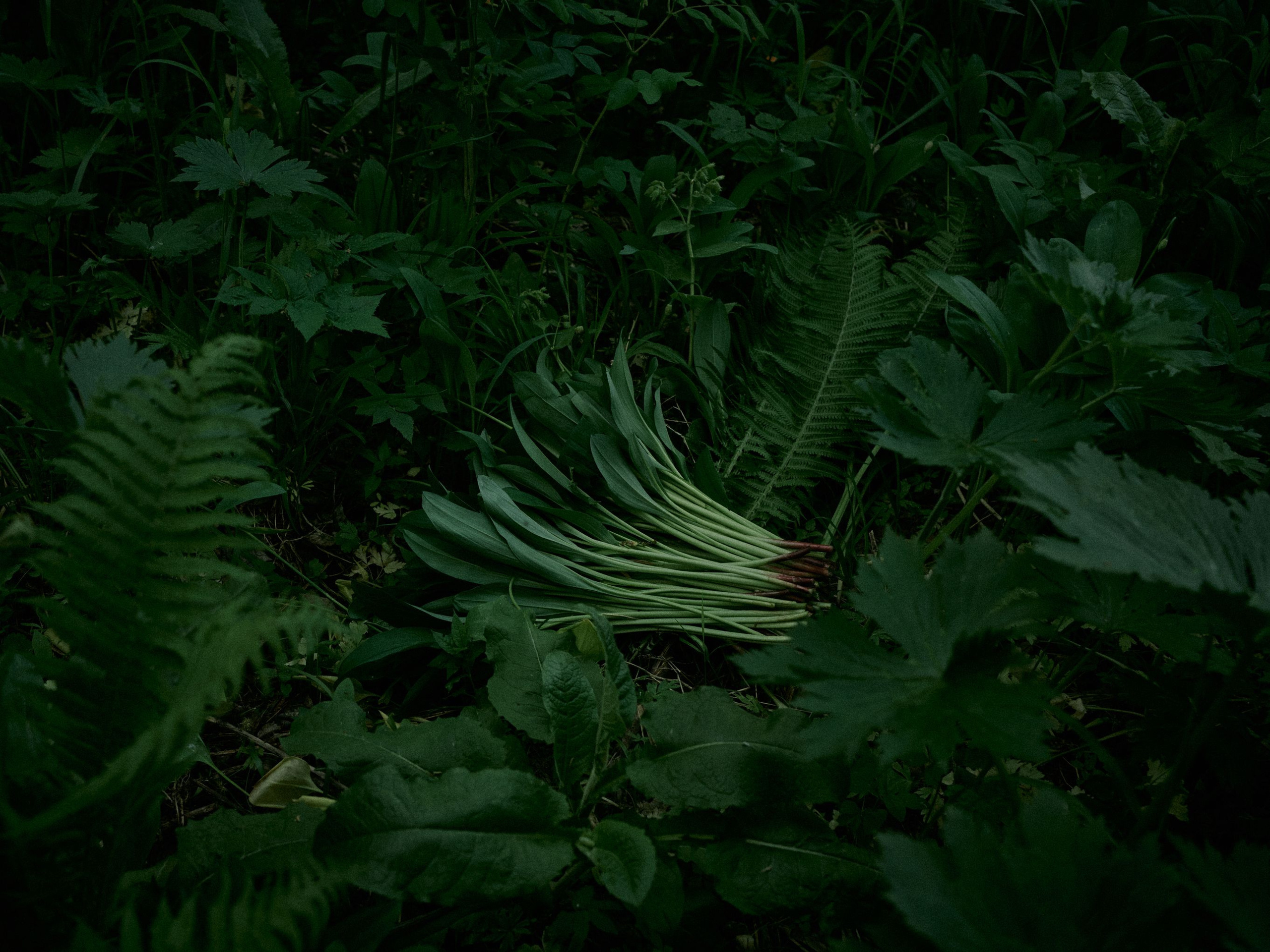 The ramson pickers in the Altai. Egor Borie