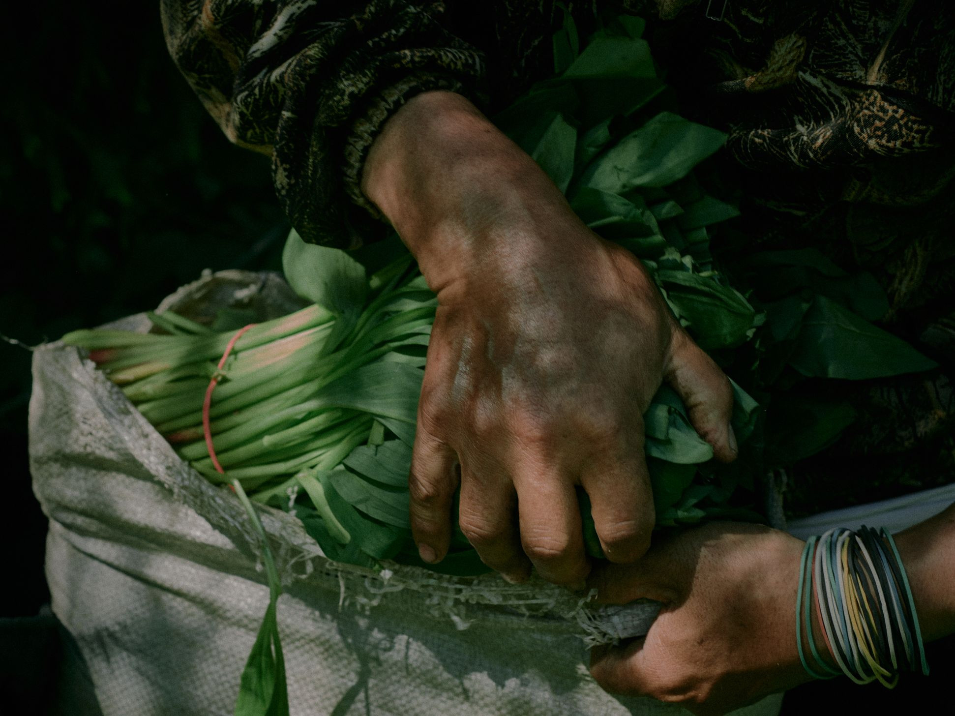 The ramson pickers in the Altai. Egor Borie