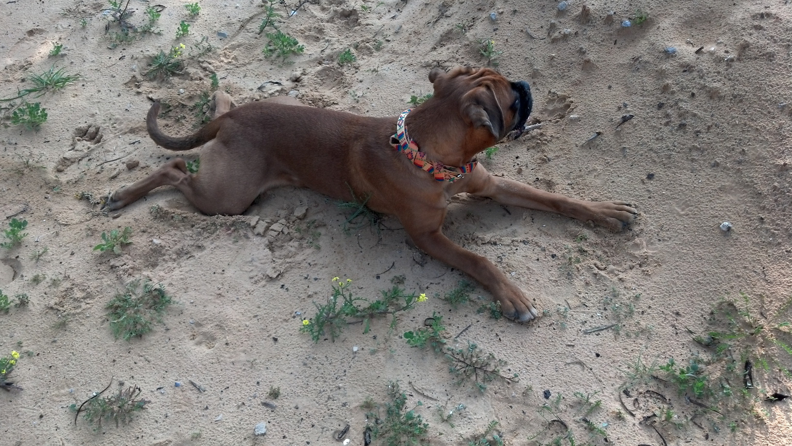 My ״Star״ Boxer Dog