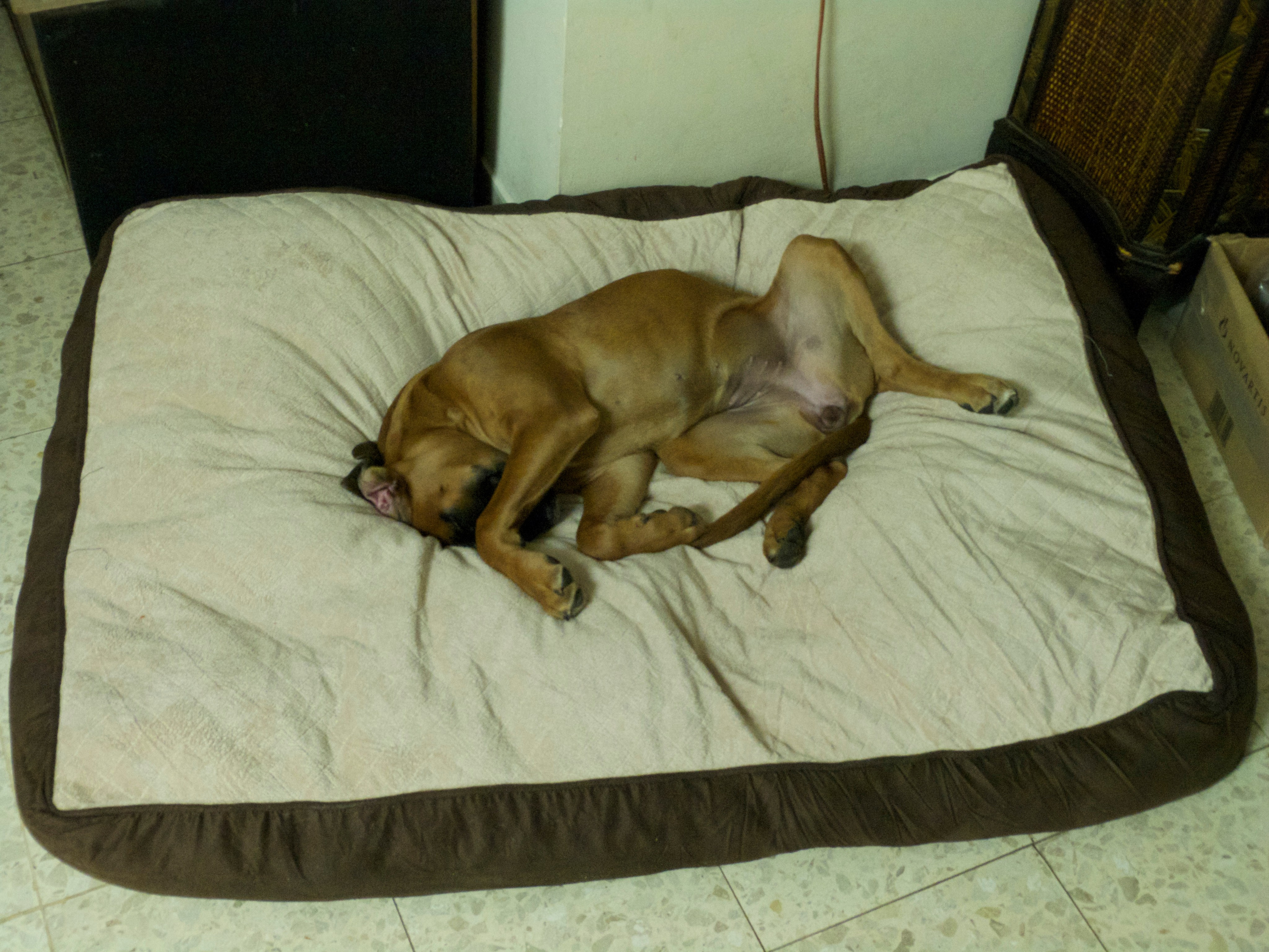 My ״Star״ Boxer Dog