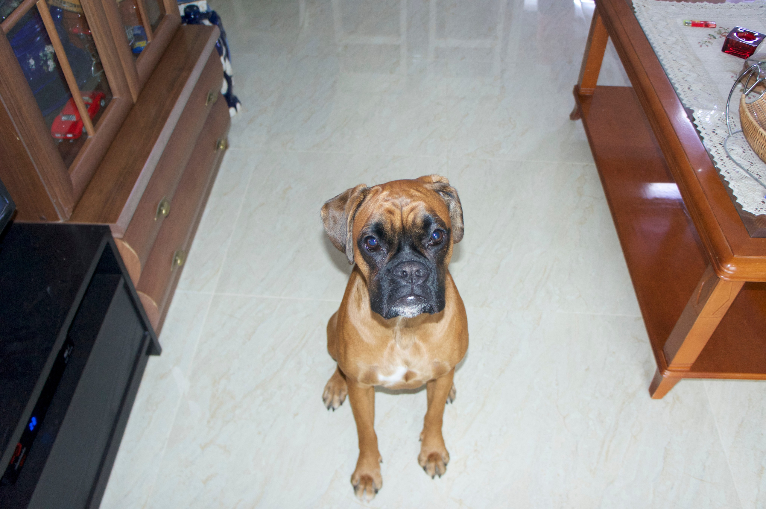 My ״Star״ Boxer Dog