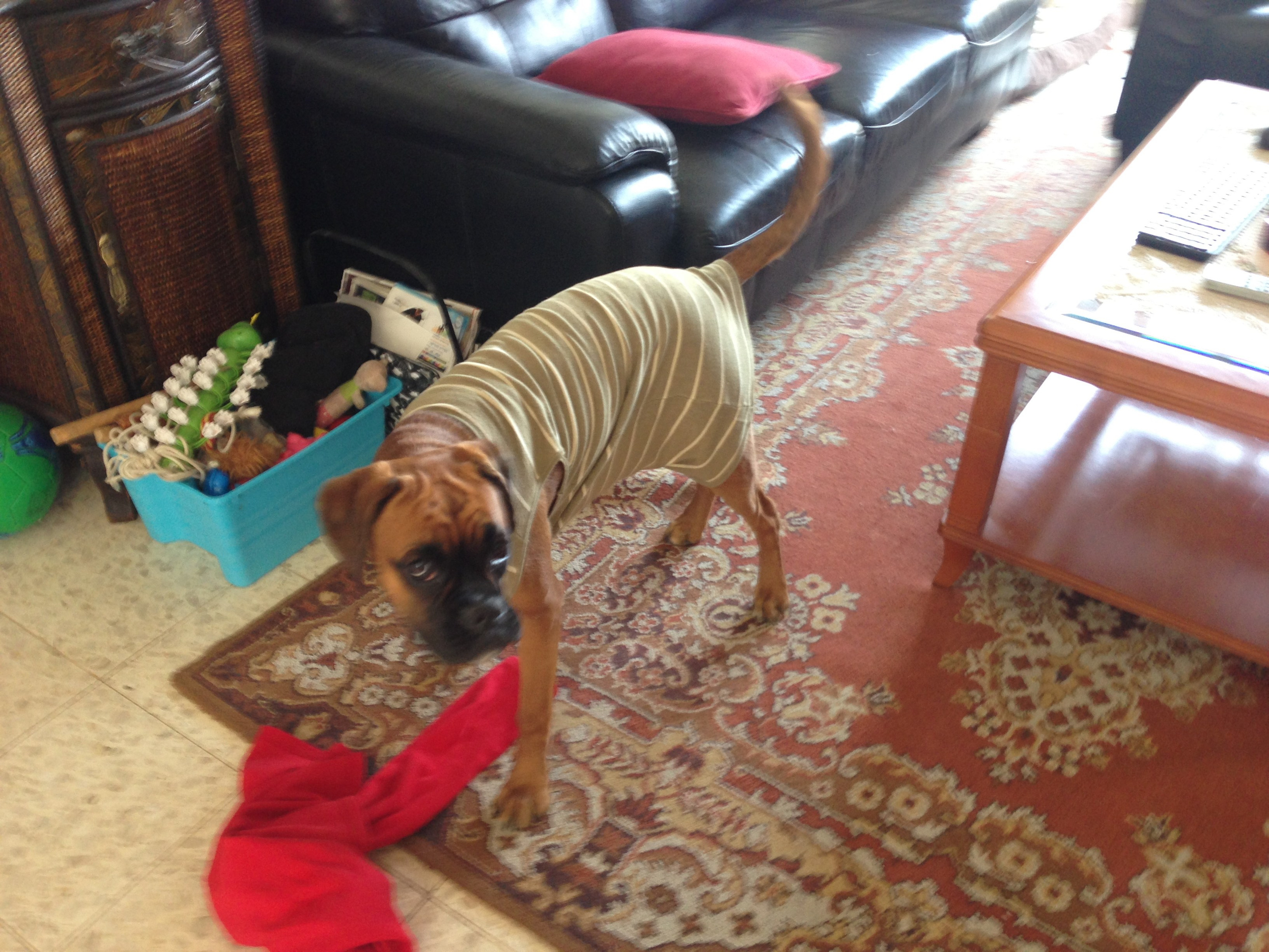 My ״Star״ Boxer Dog