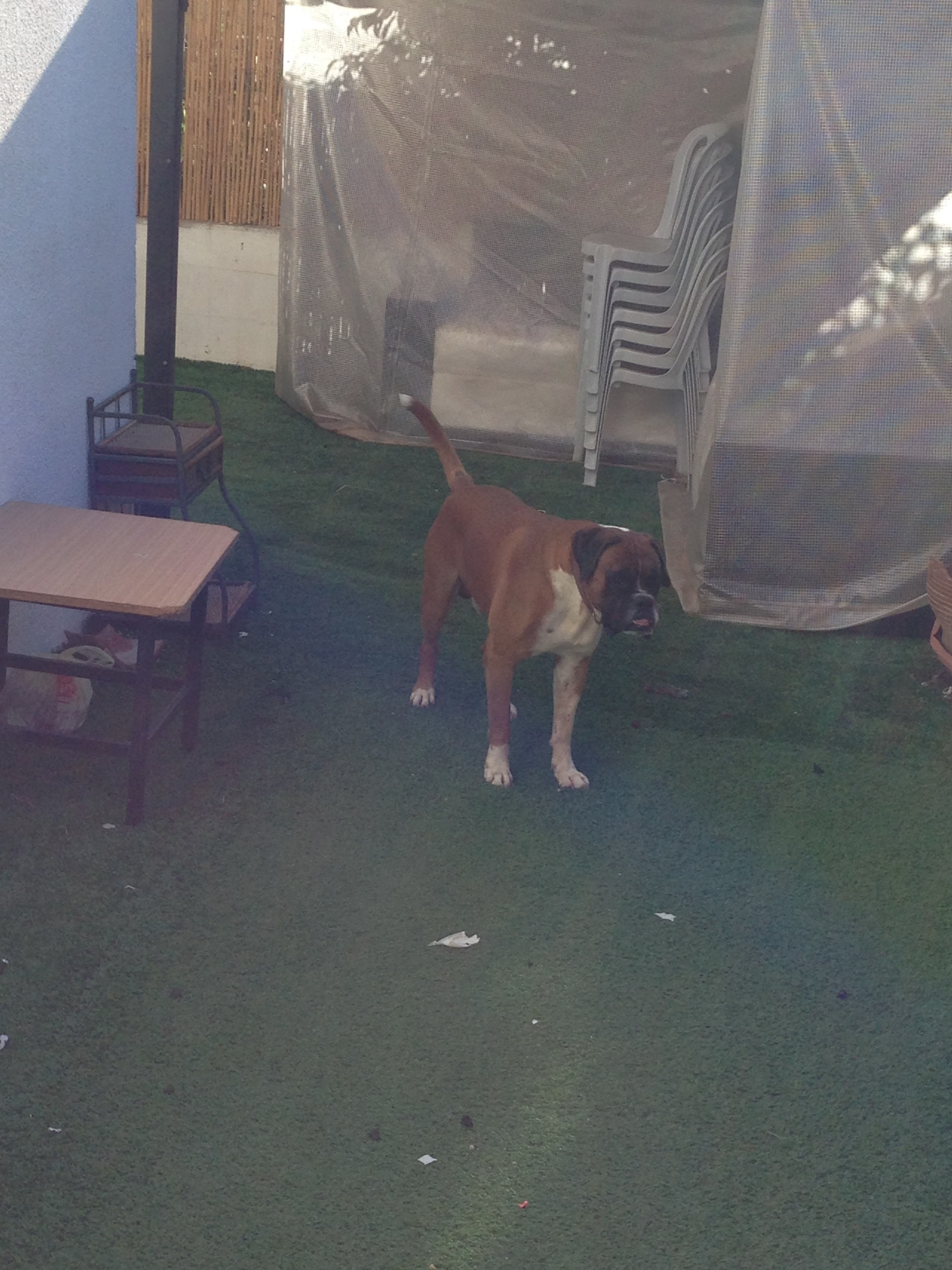 My ״Star״ Boxer Dog