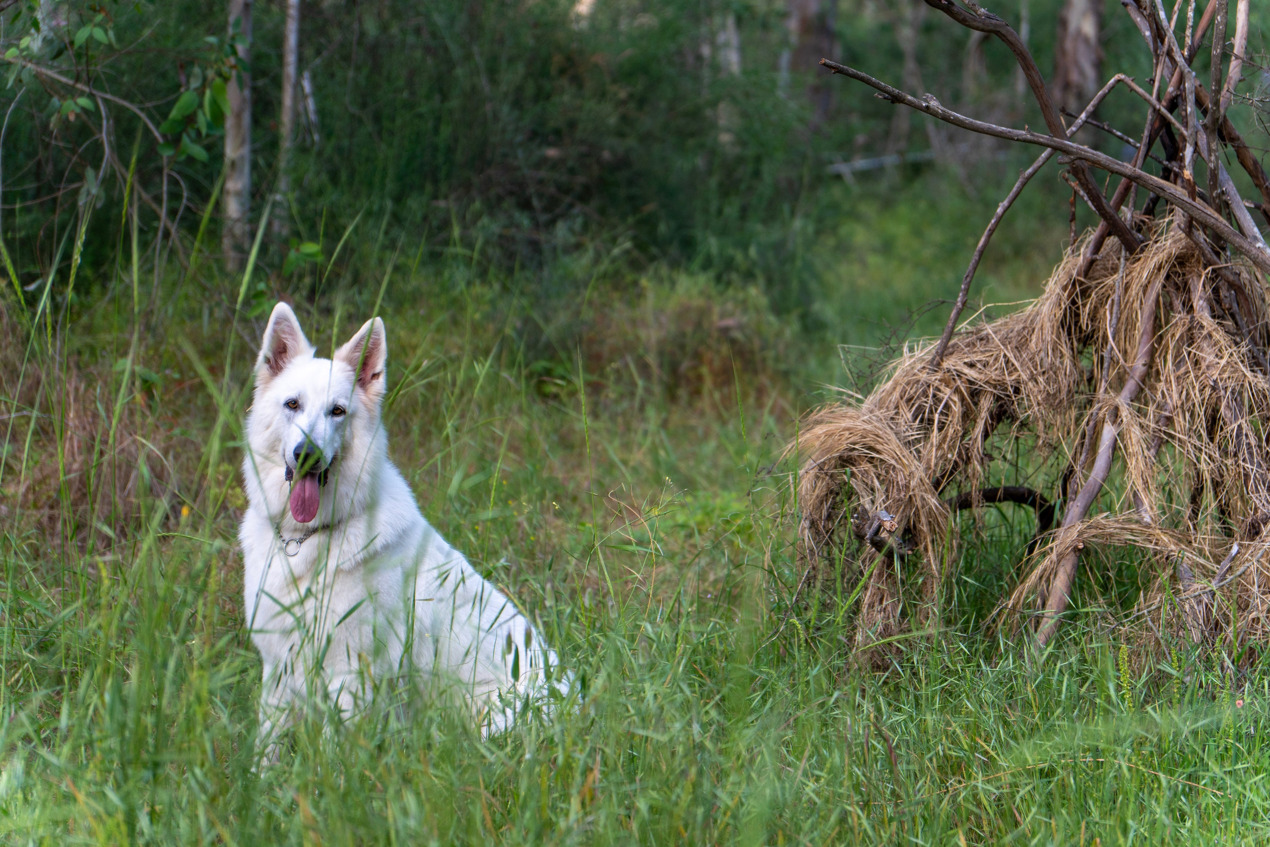 Шельга и Шегги. Главное меню