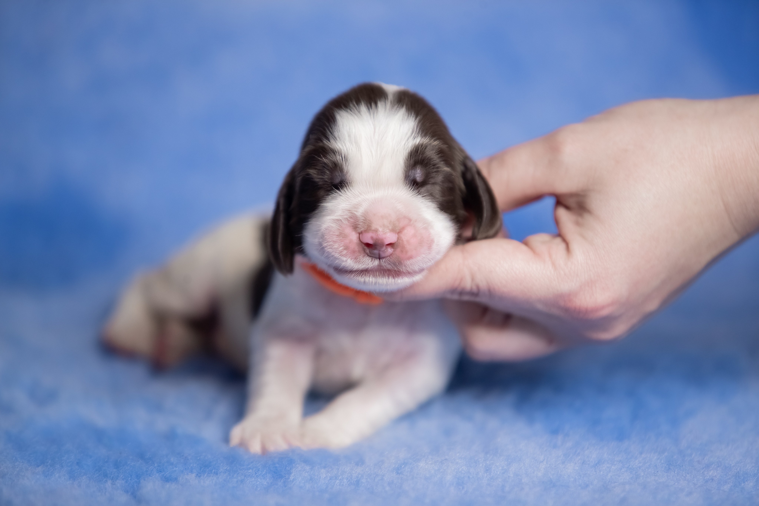 Male — Orange collar 🧡. Website of the titled stud dog of the Springer Spaniel breed