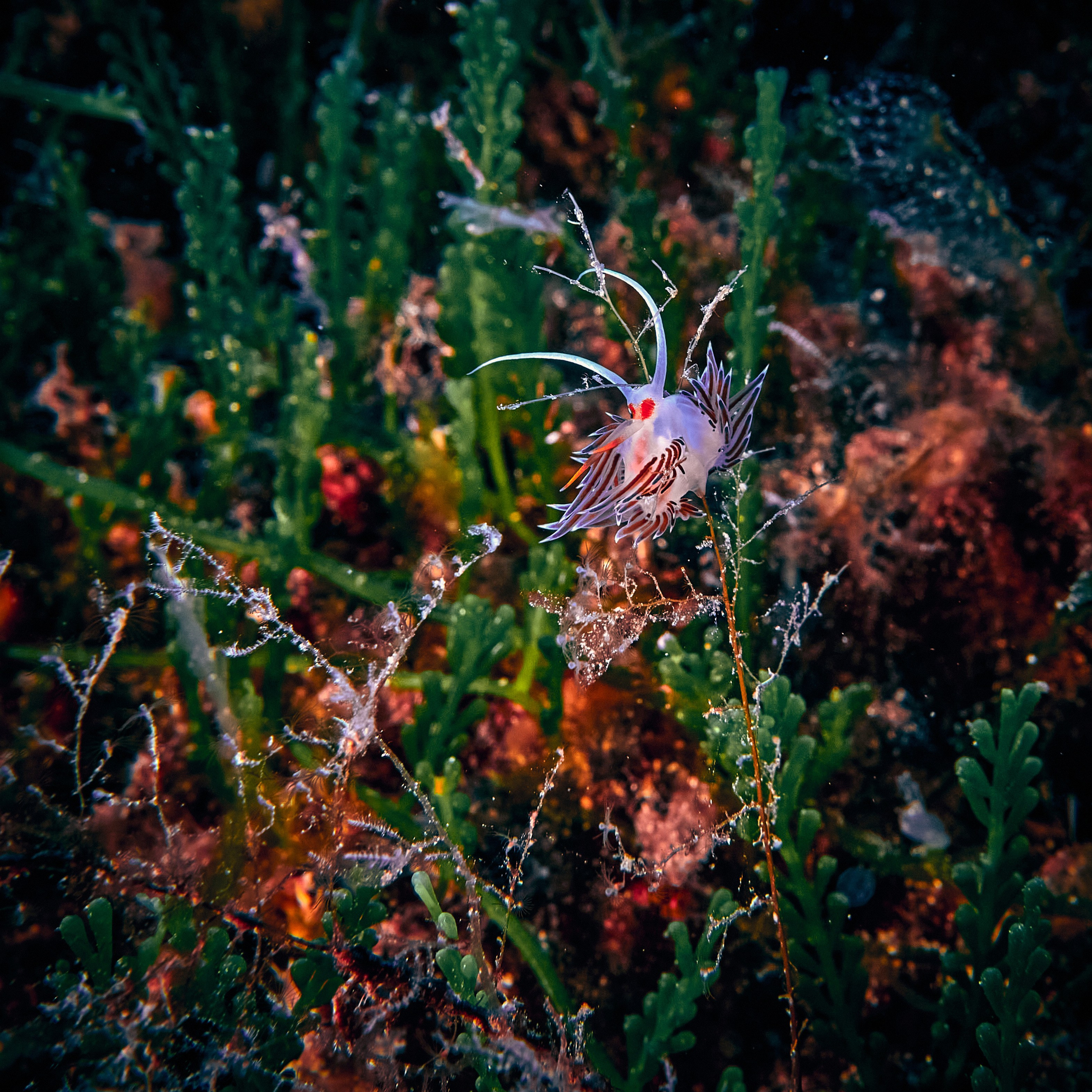 Mieszkańcy mórz. Andriej Szypilow — Photography & Videography