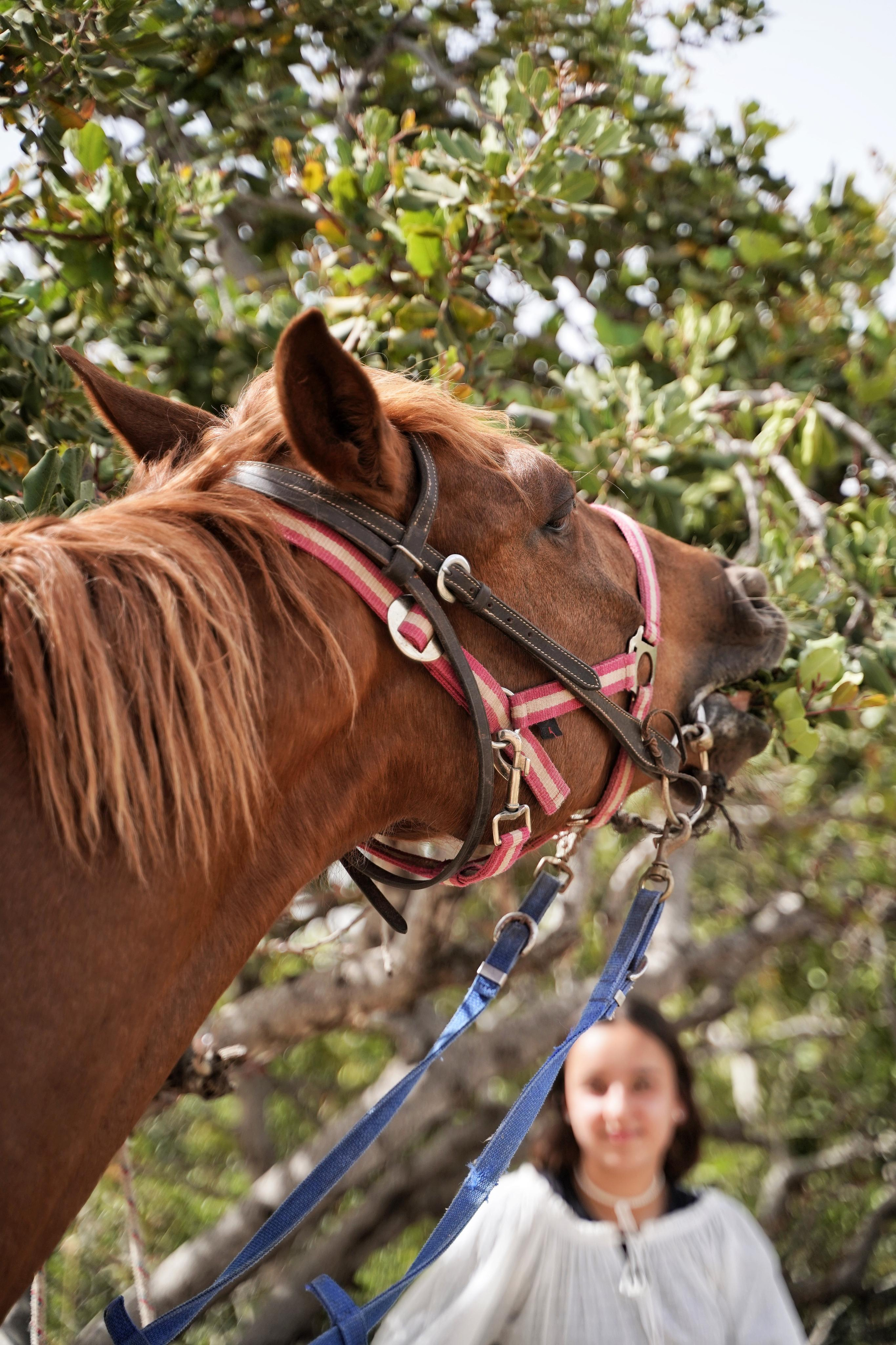 Илана и Гром. Фотограф. Визуал. Хайфа. Талья Цветкова