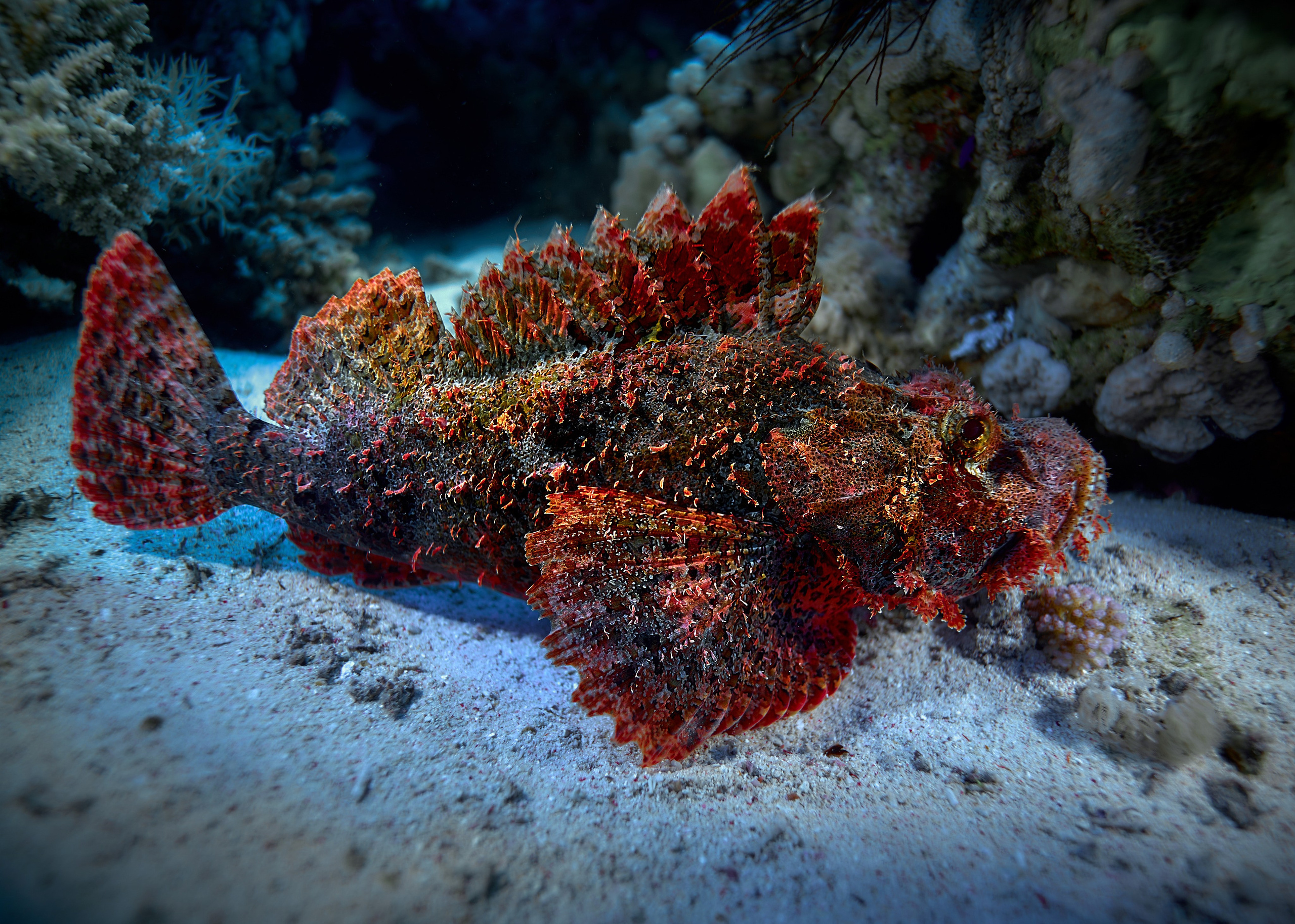 Mieszkańcy mórz. Andriej Szypilow — Photography & Videography