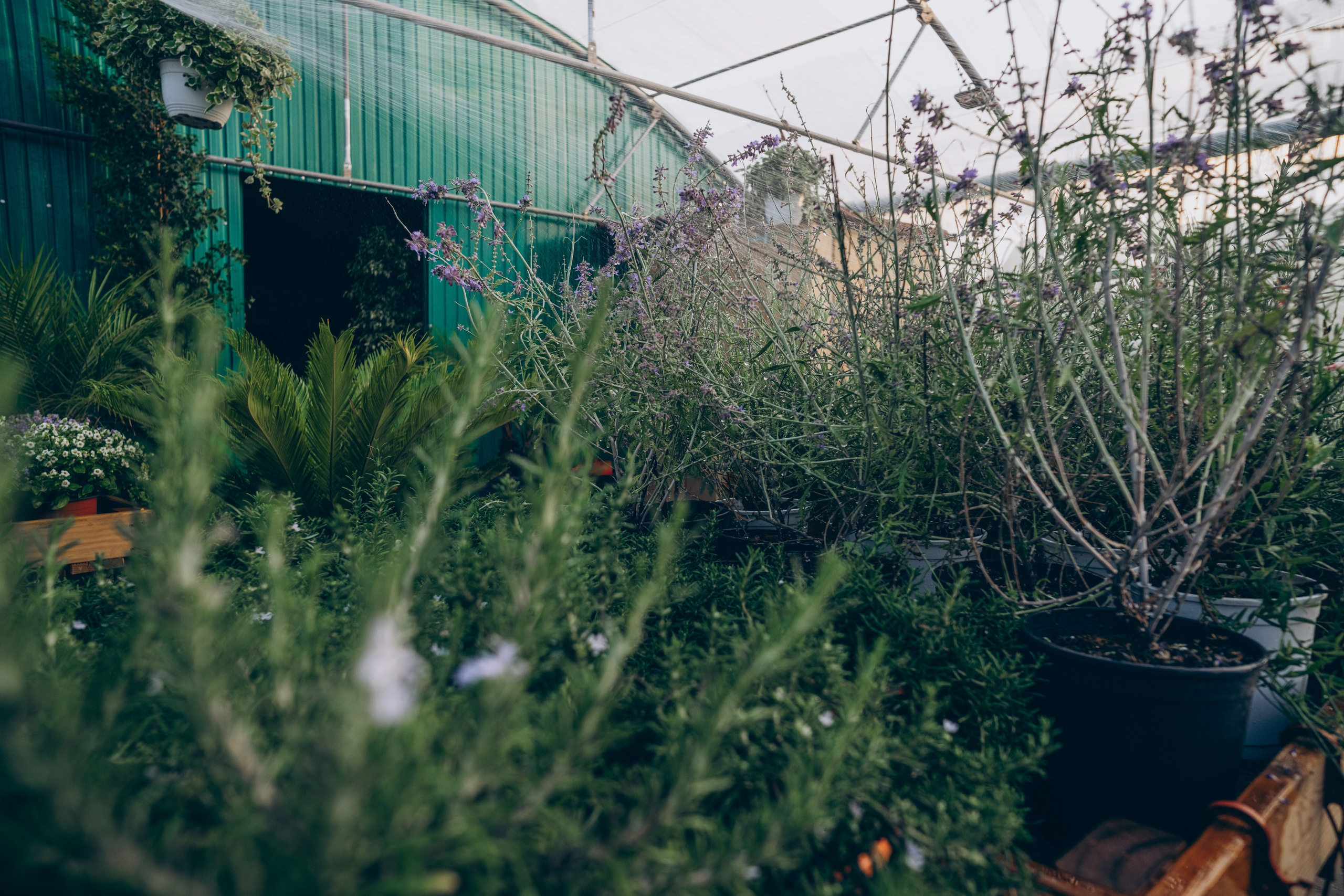 Centro Jardin. Photographer in Mallorca