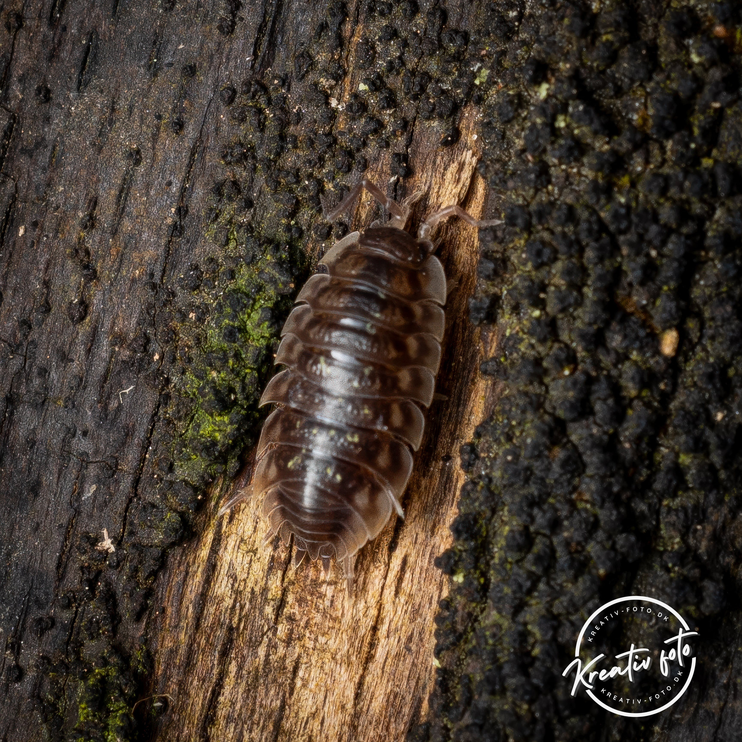 Forår. Fotograf Aarhus | Portrætfoto Århus | Flotte billeder