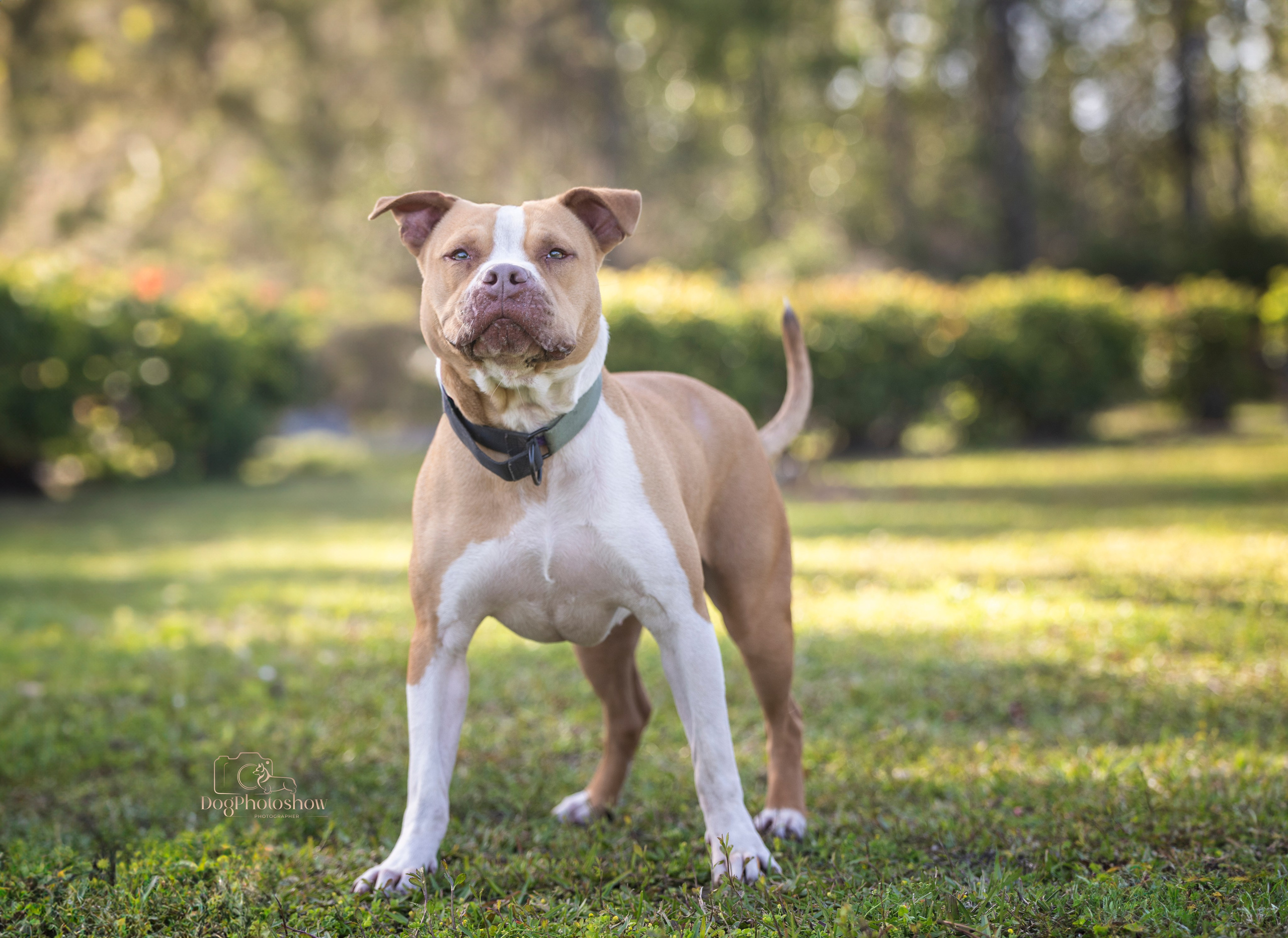 📸 9. Katerina Royter Pet Photographer North Florida