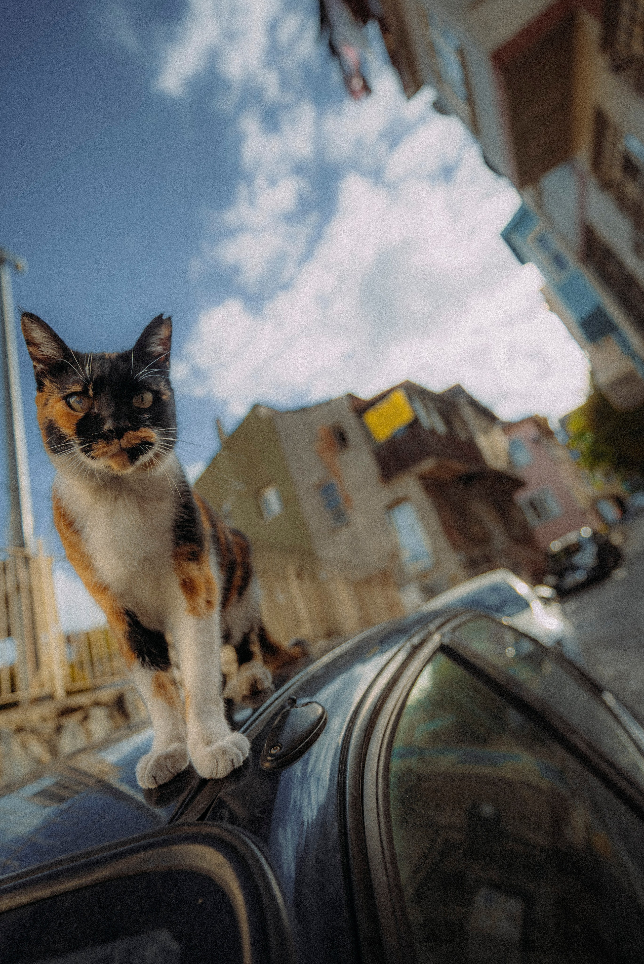 СТАМБУЛ. Стрит-фотография, полная абсурда, идиотизма и красоты